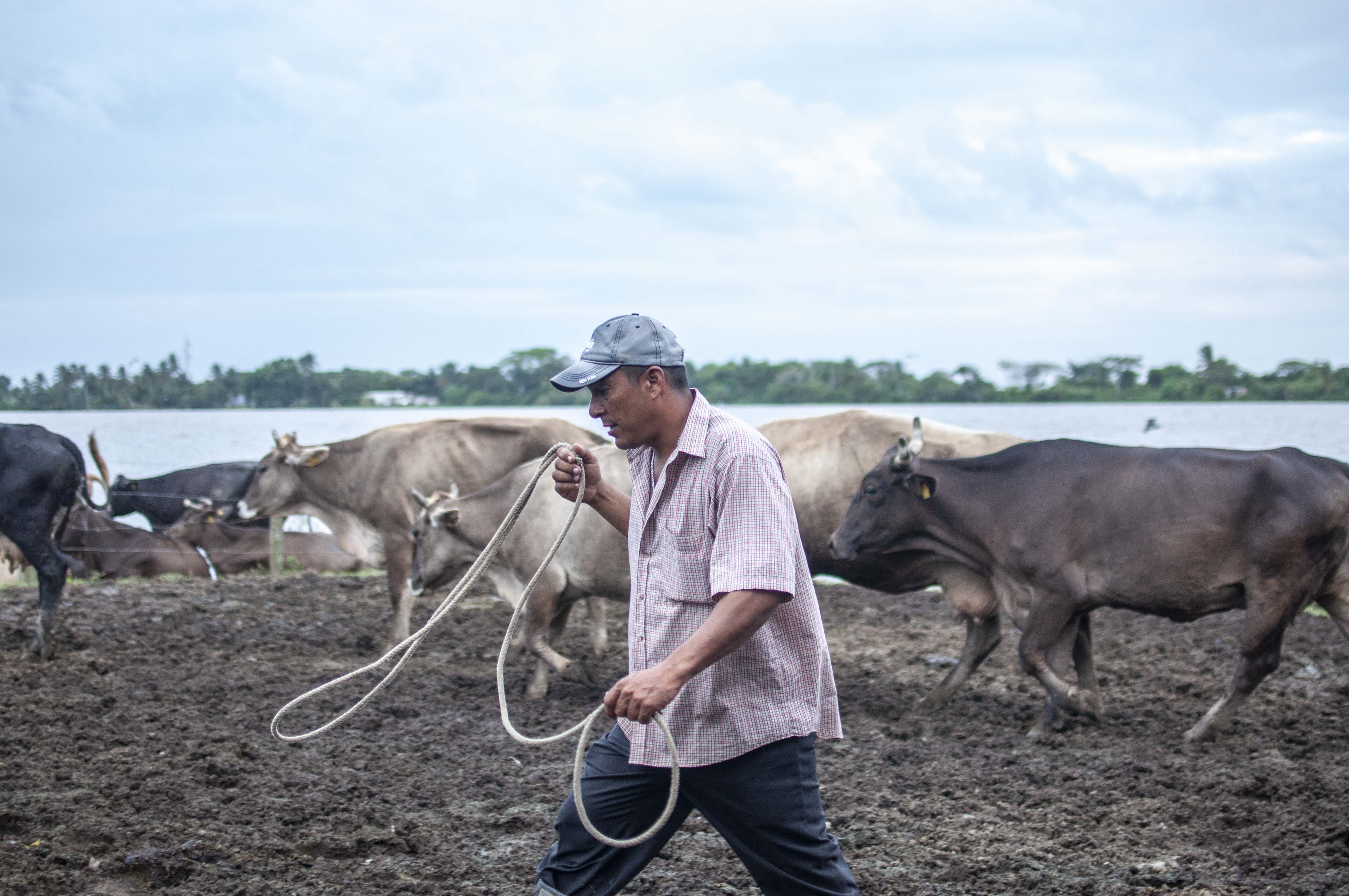 Trabajador ganadero, Tlacotalpan. 2016.