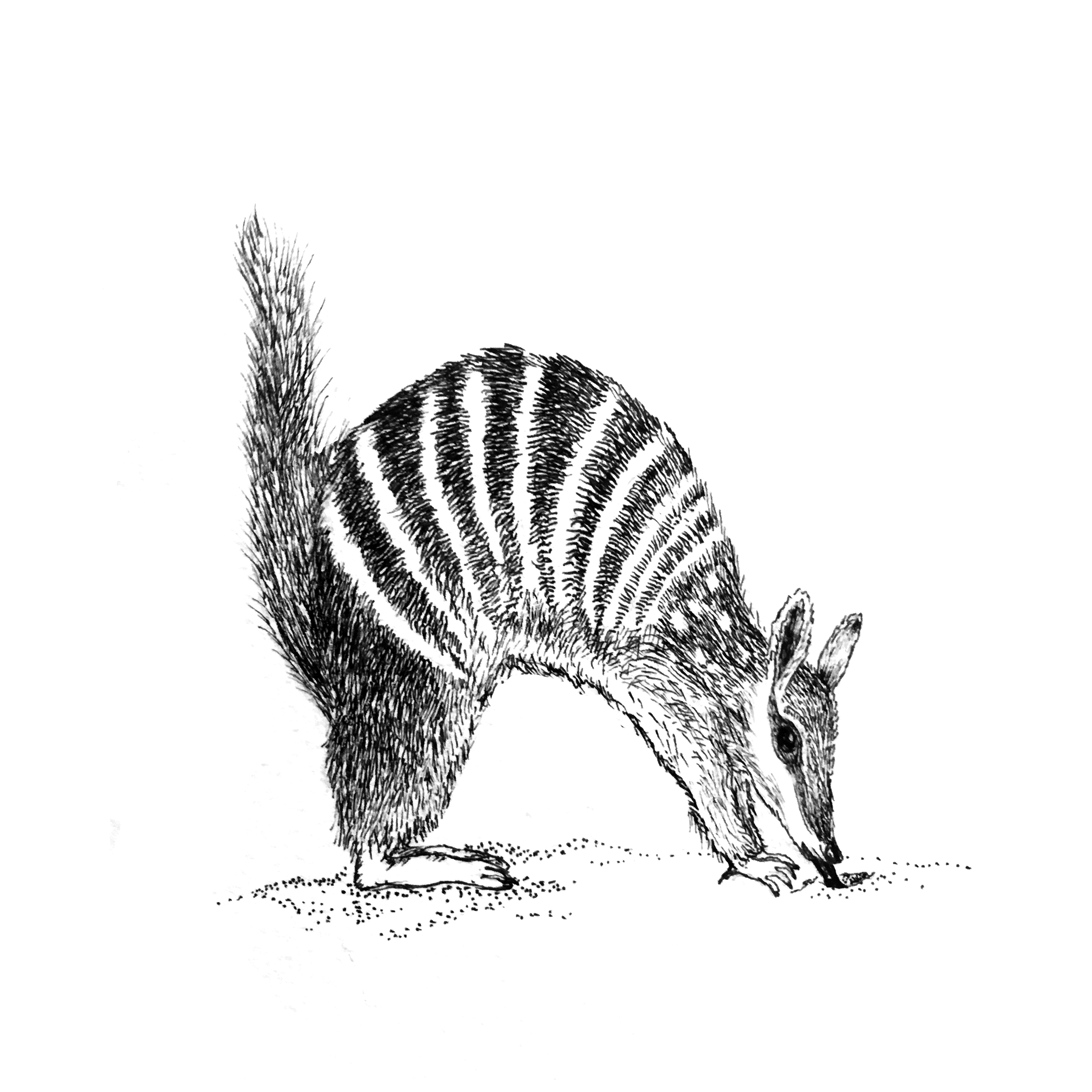N for Numbat