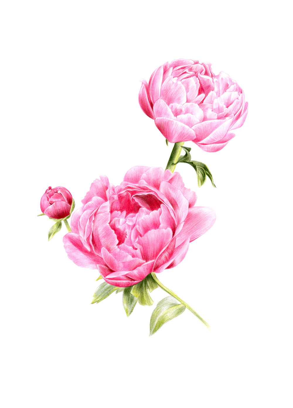 Peonies