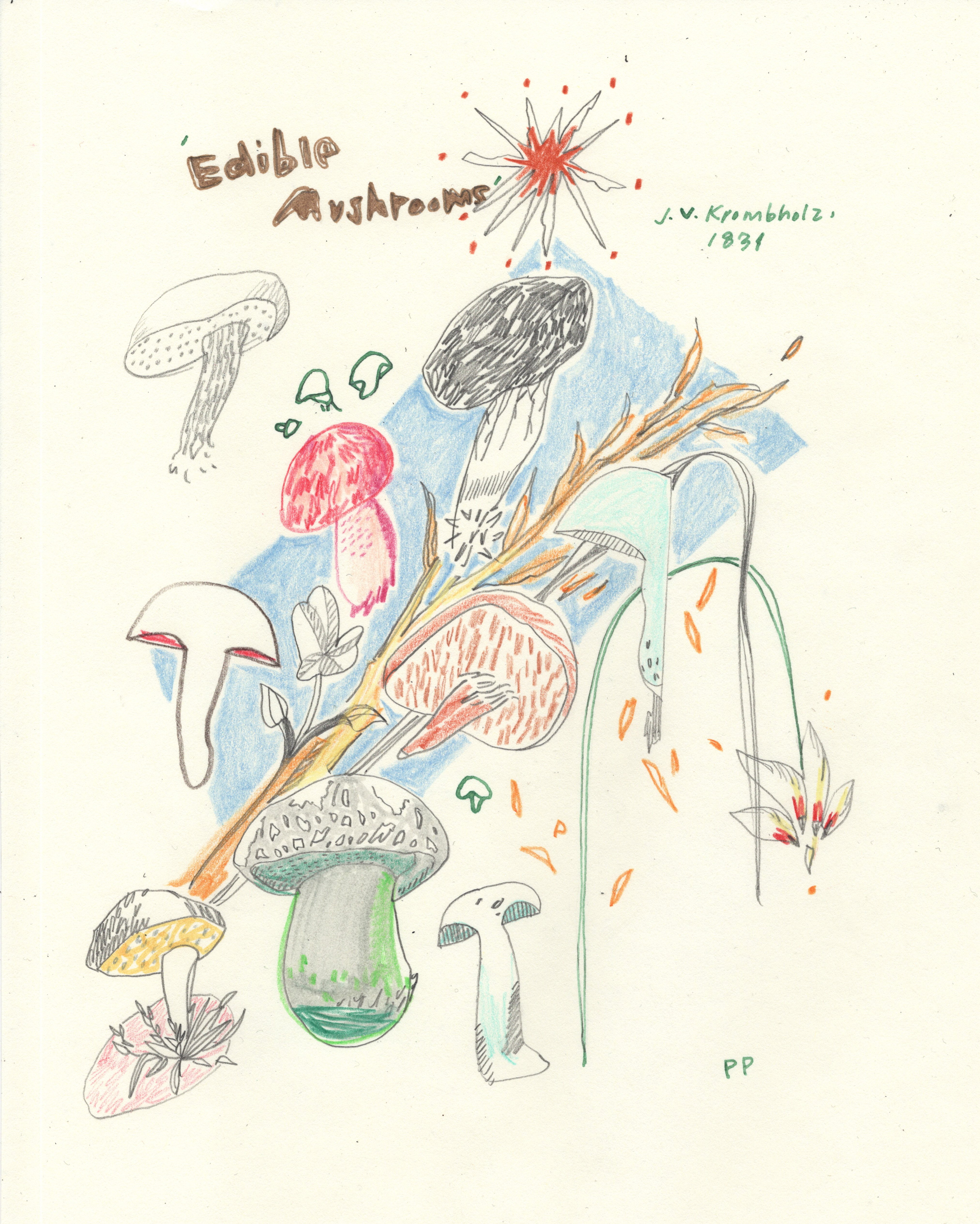Sketchbook Page: Edible Mushrooms