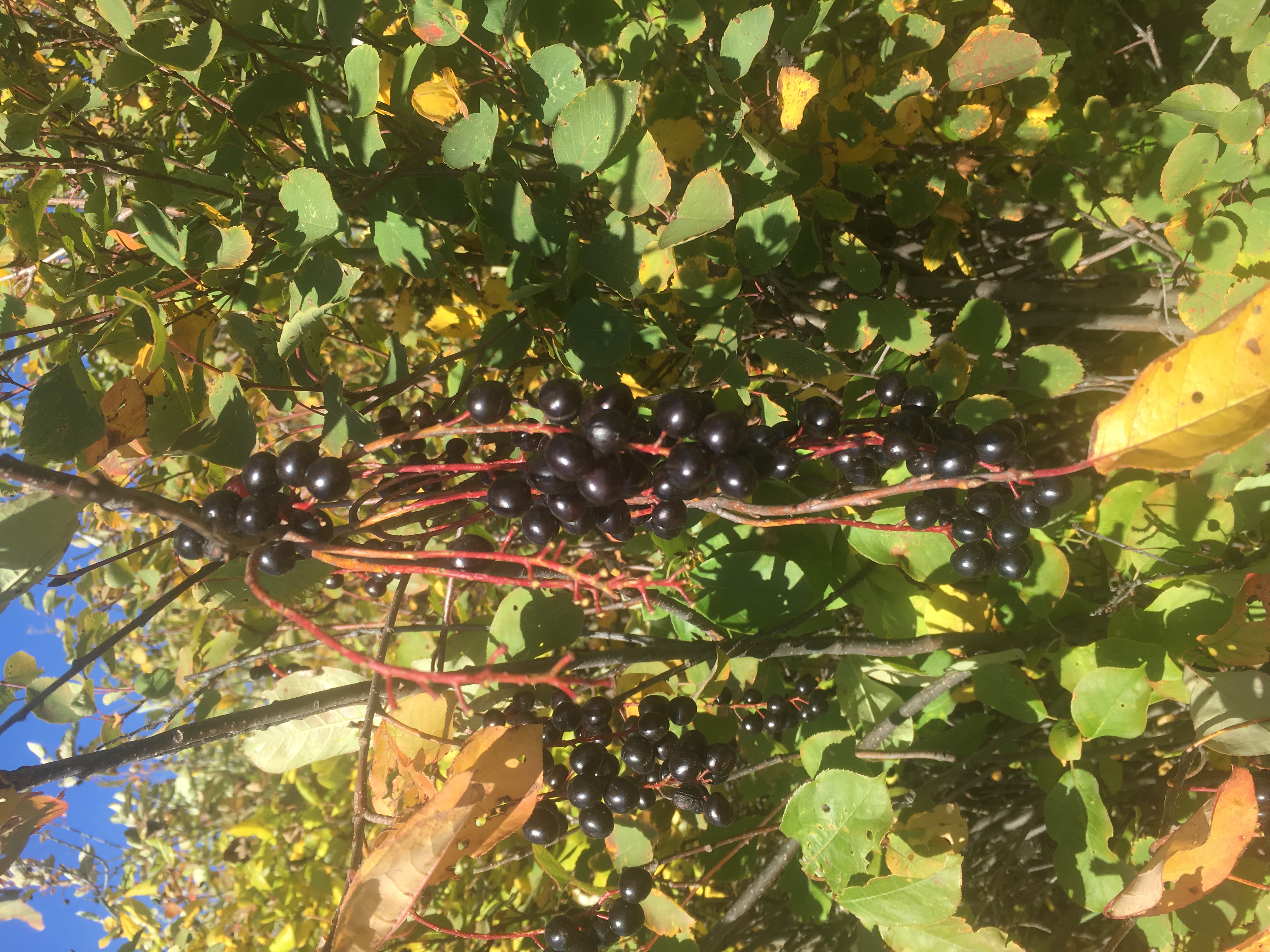 A sunny photo of a Saskatoon berry bush, featuring a branch with many ripe Saskatoon berries. 