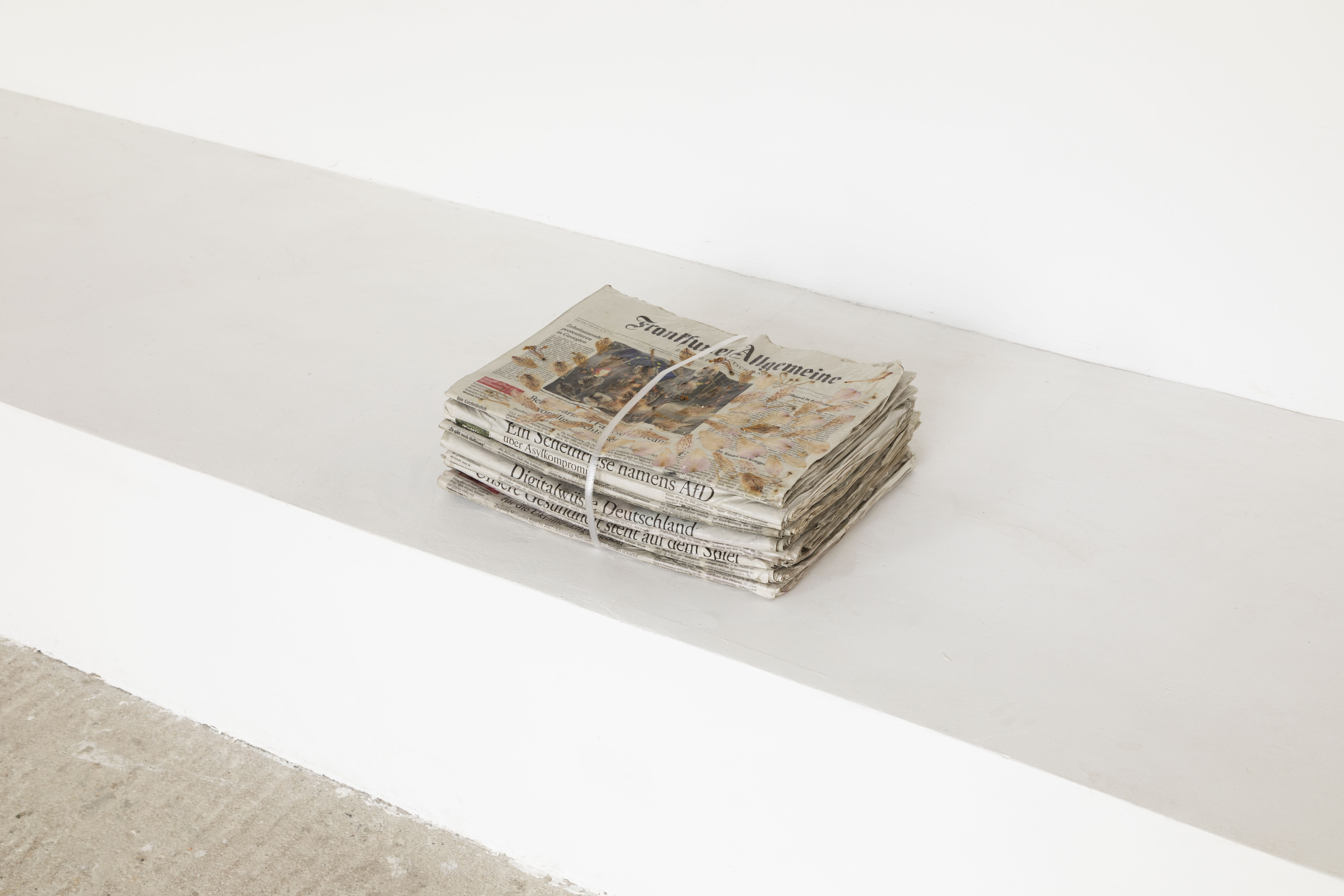 Tornike Gognadze – I was waiting for you, 2023, Faz newspapers, Inca lily petals, lacker