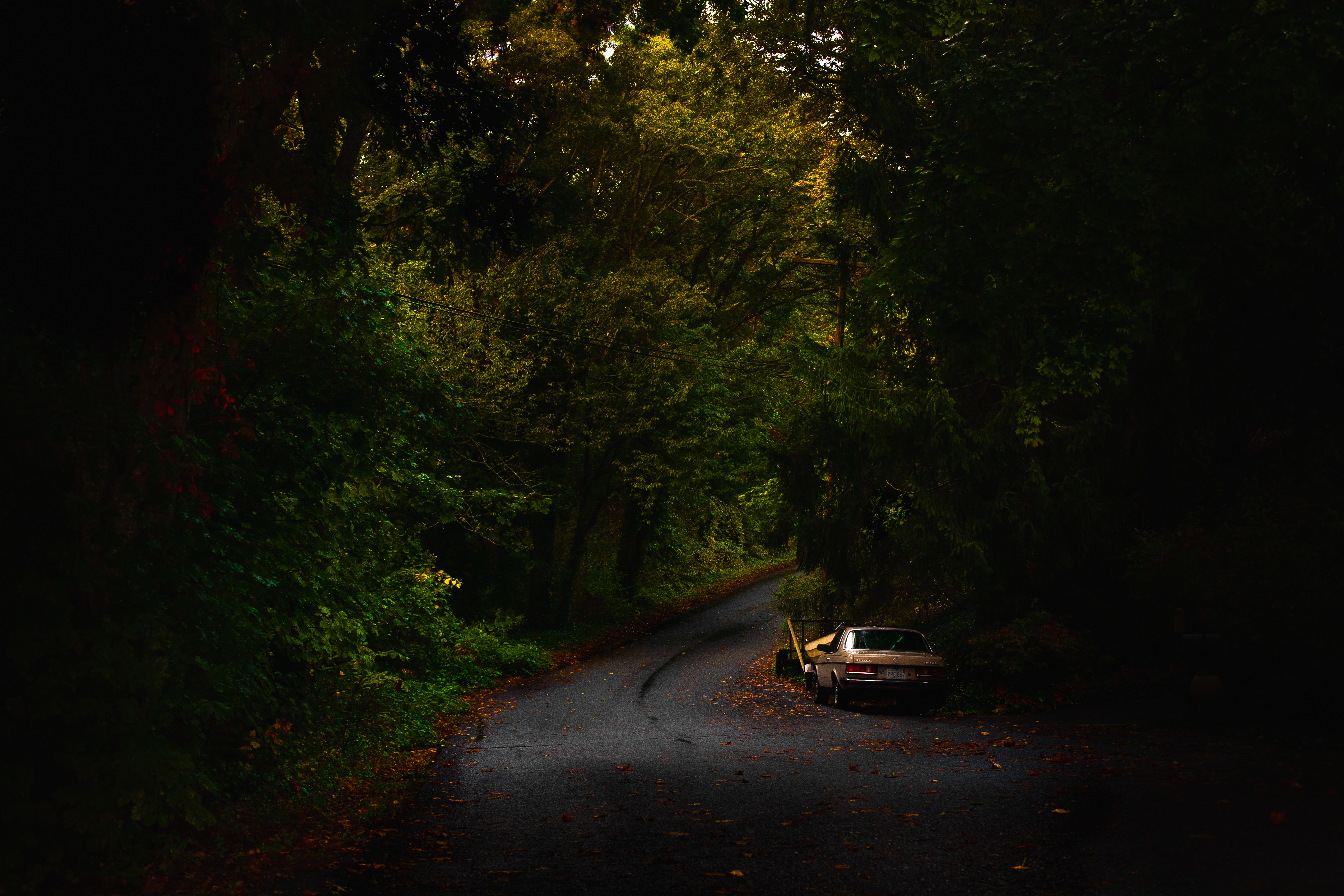 Fall. Orleans, Massachusetts 2024