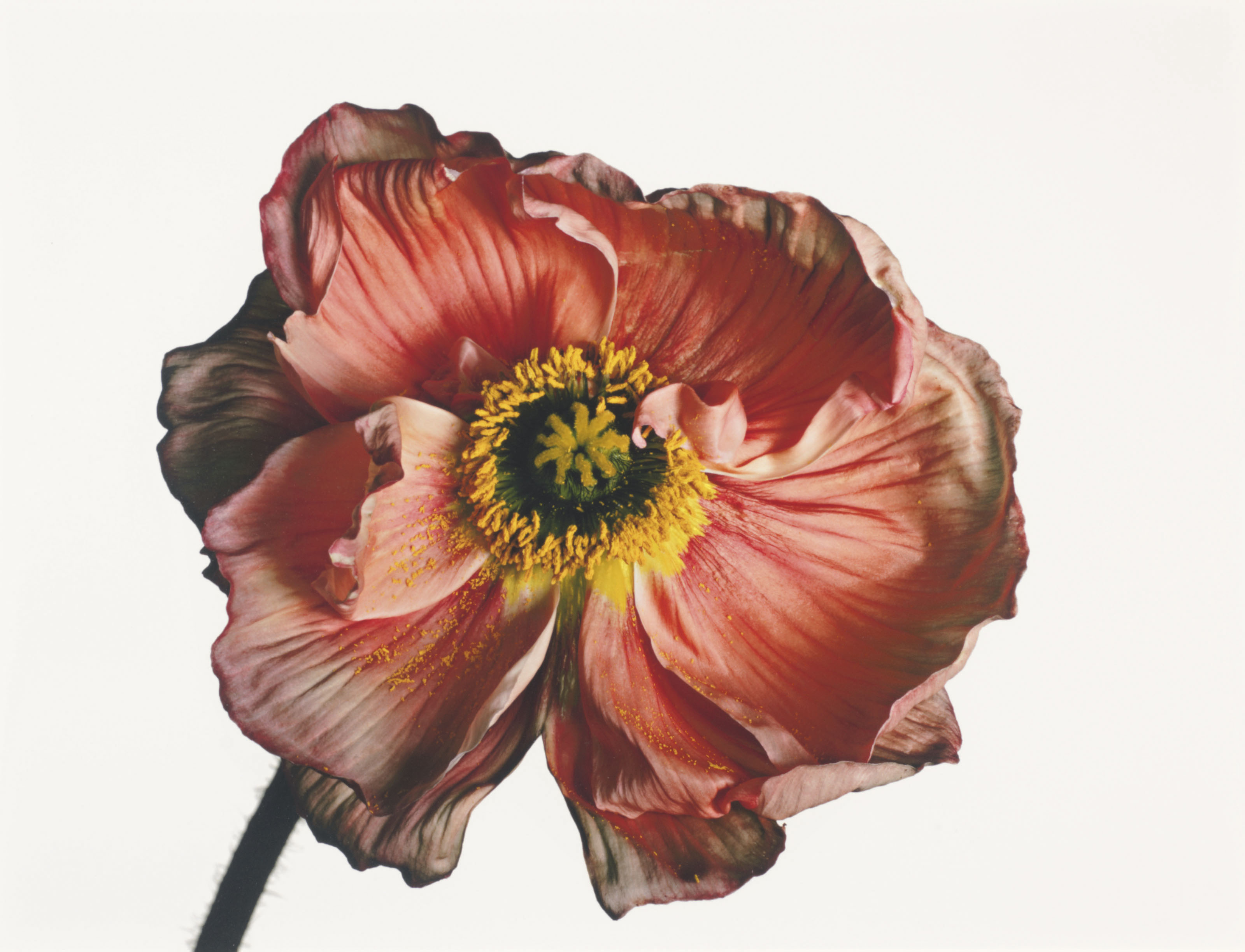 IRVING PENN (1917–2009) Iceland Poppy/ Papaver nudicaule (A), New York, 2006