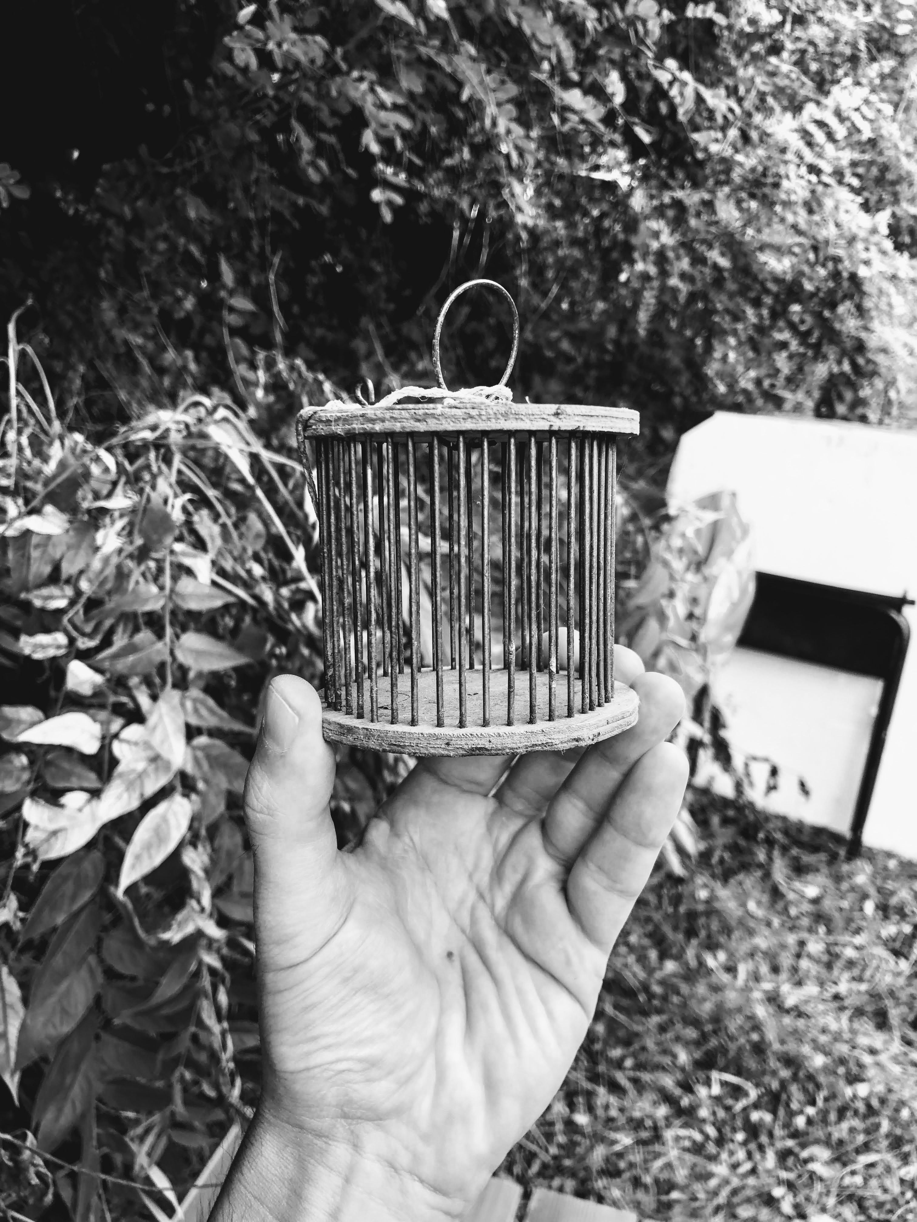 Gabbietta per grilli, Mezzano, Romagna, 4-8-20