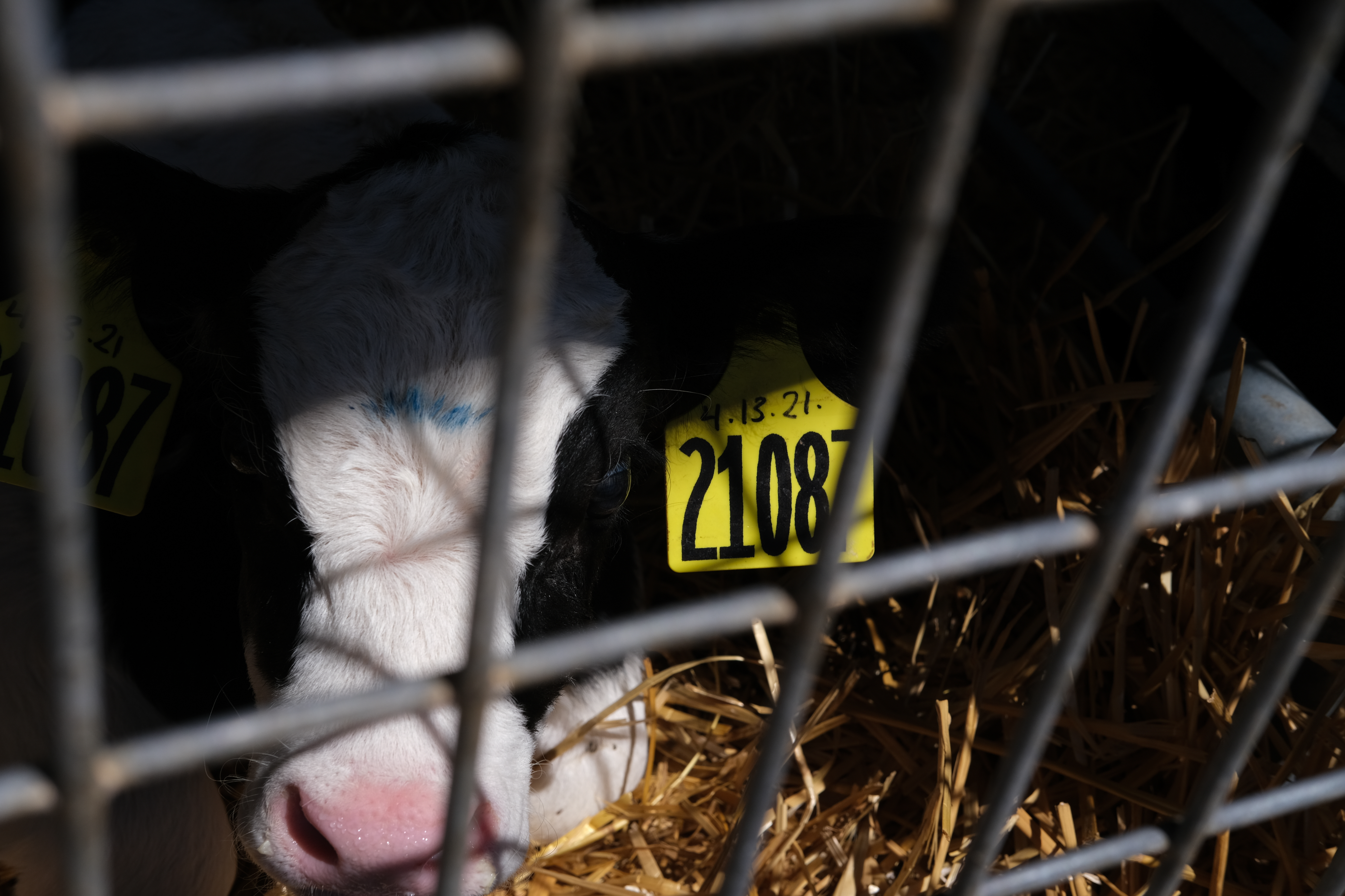 The Morgan family farm. Circleville, UT.