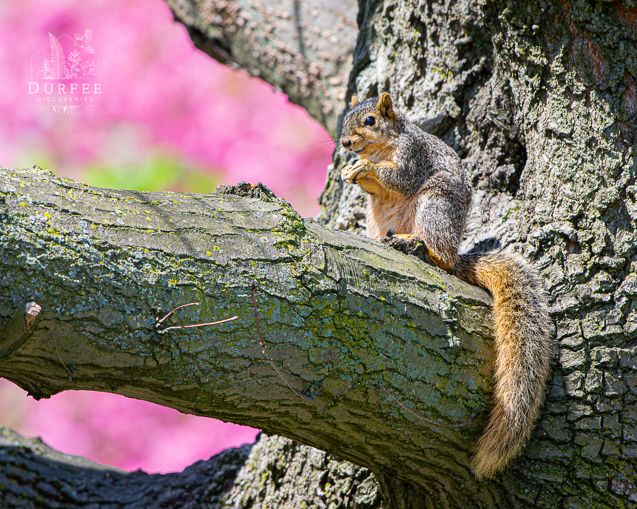 Fox Squirrel - Erie, PA