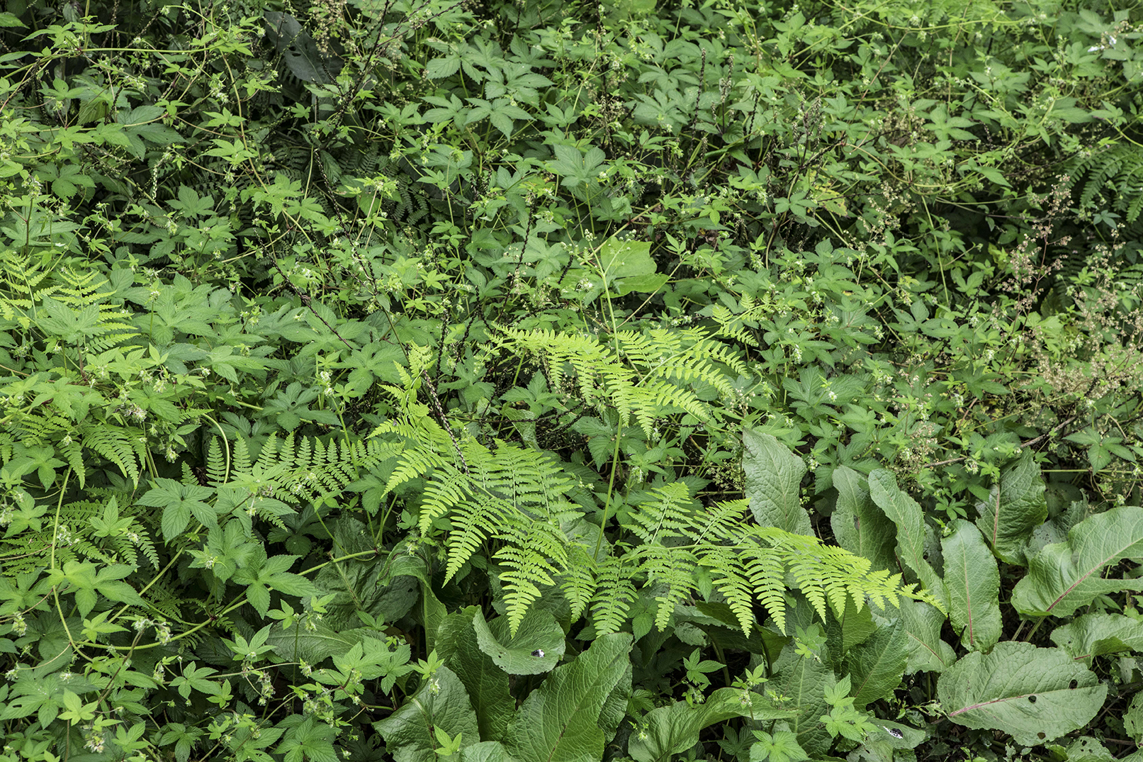 PHOTOGRAPHY RAF STUDIO for YOSHIDA's FARM at  VILLA KUJOYAMA