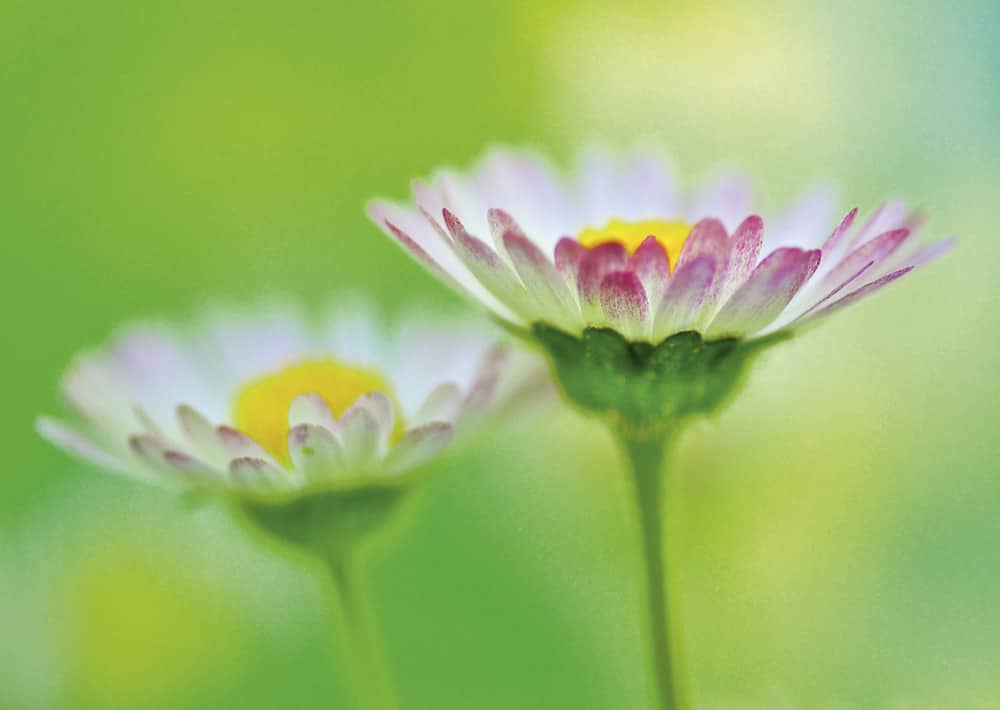 Nr. 210 Bellis perennis / Tausendschön / Gänseblümchen