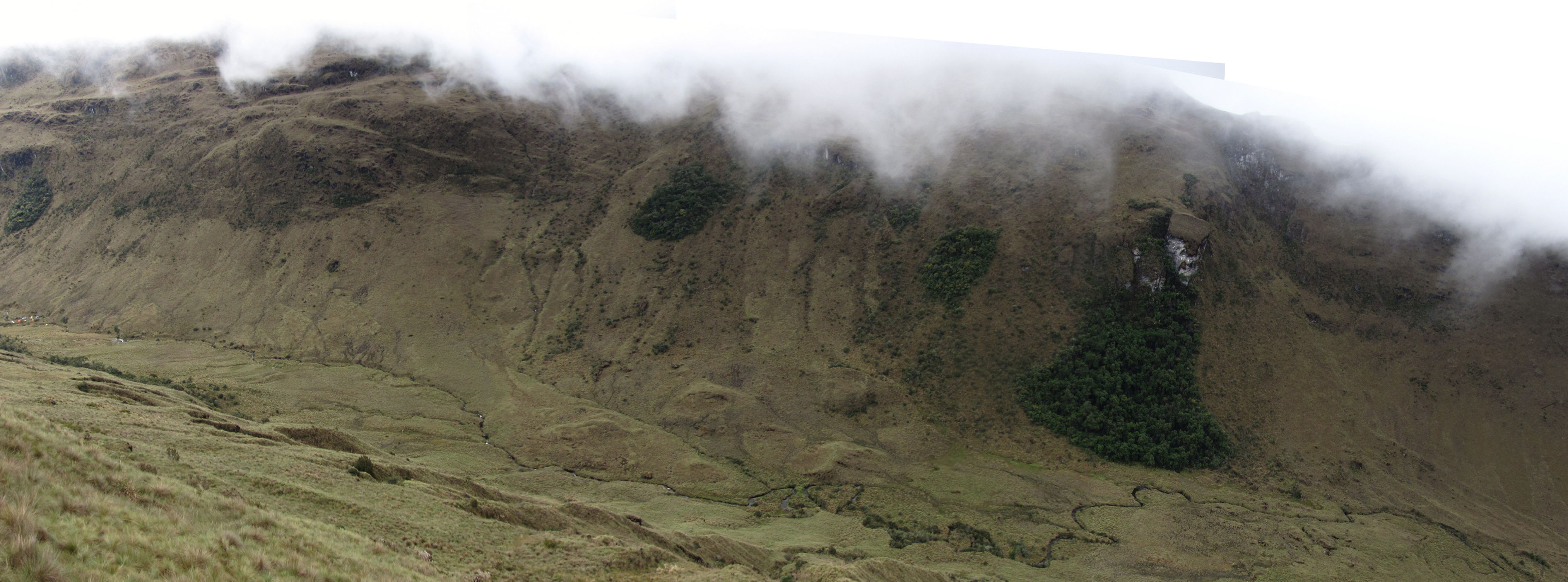 Legacy of Grazing and Burning at Timberline, Río Abiseo National Park, Peru