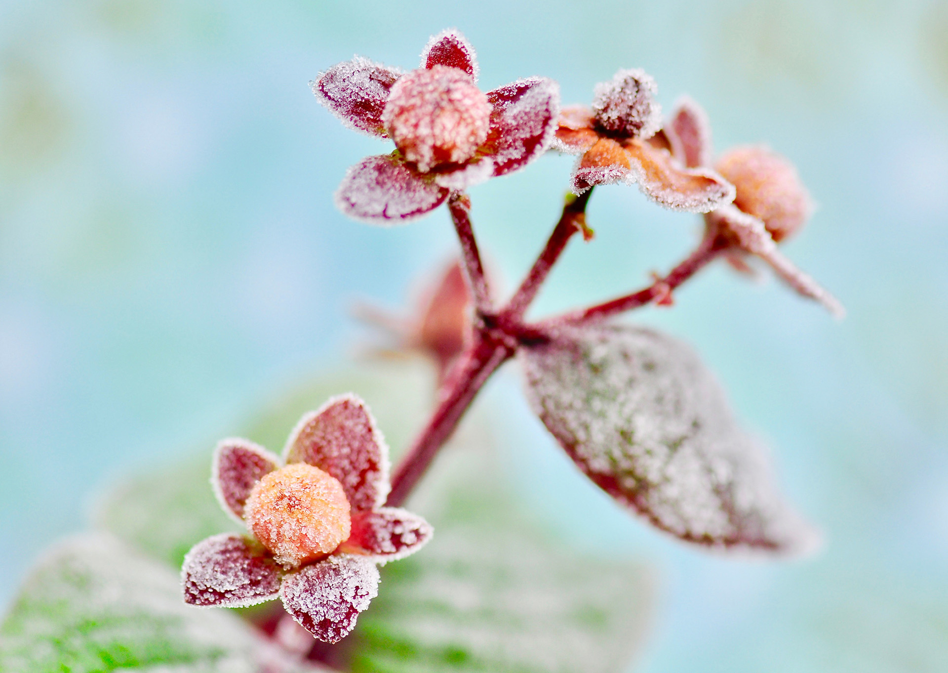 nicht lieferbar, Winterknospen