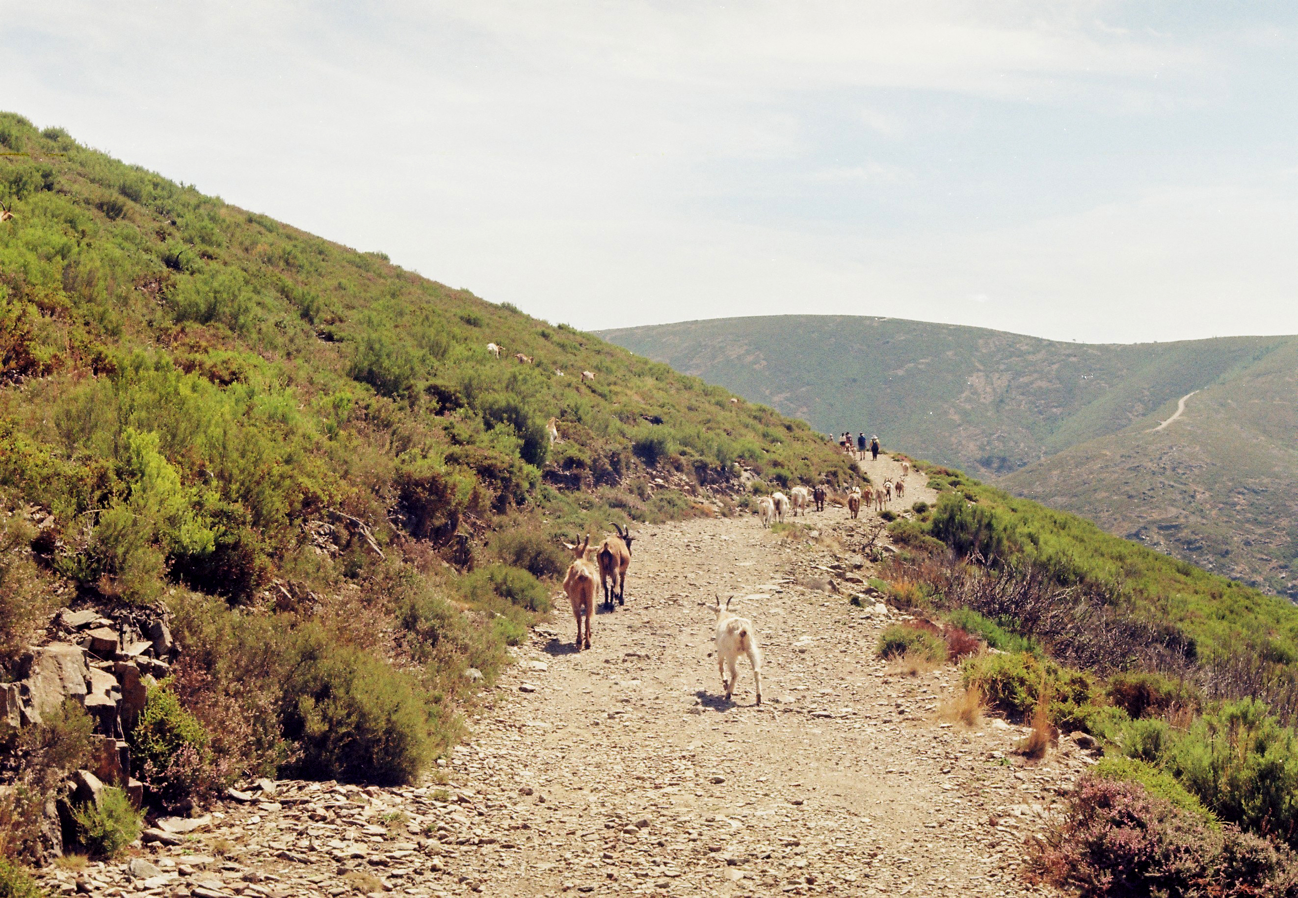 Drave Portugal, 2021, Canon FTb, Kodak Film