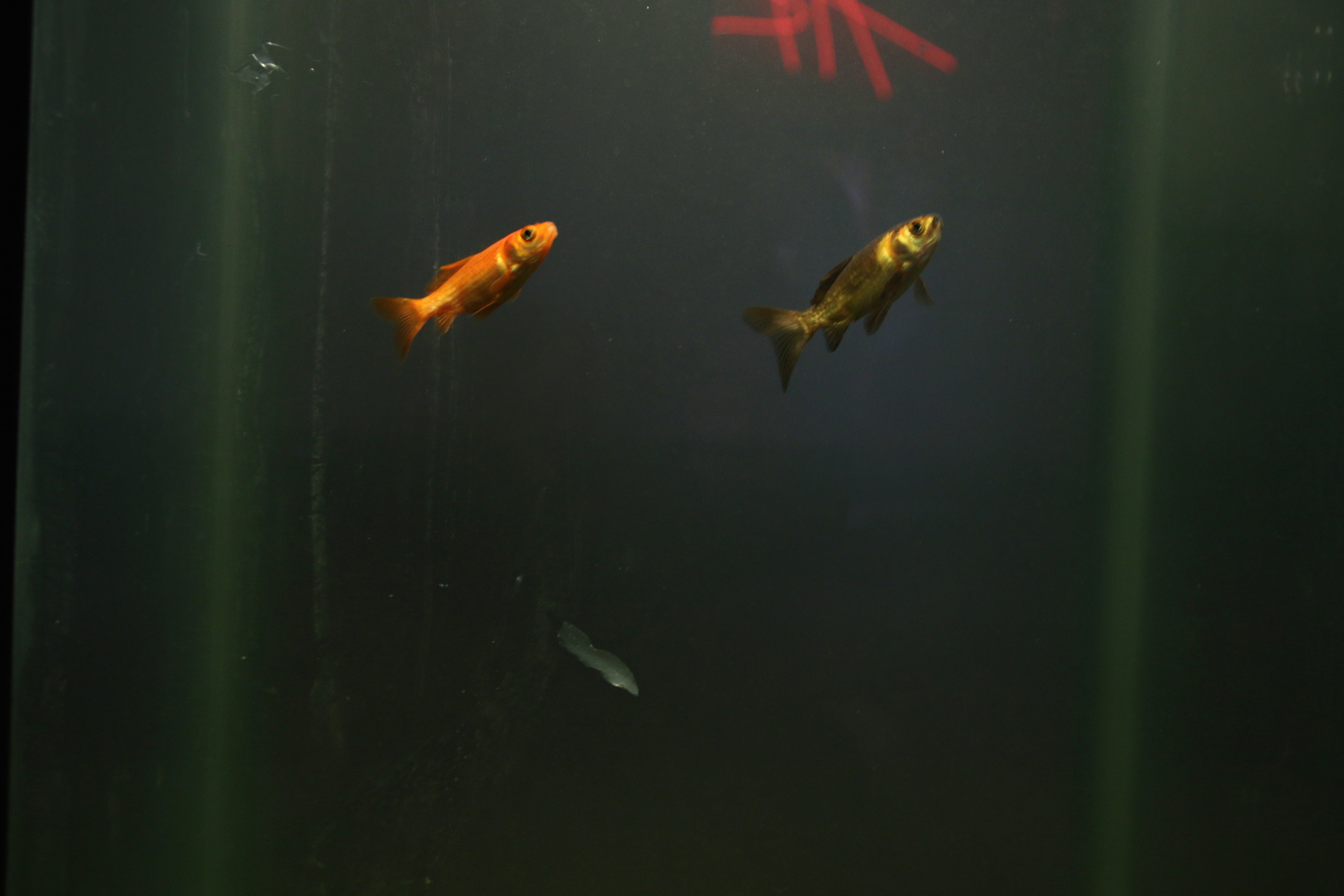 The Office of Natural Observation