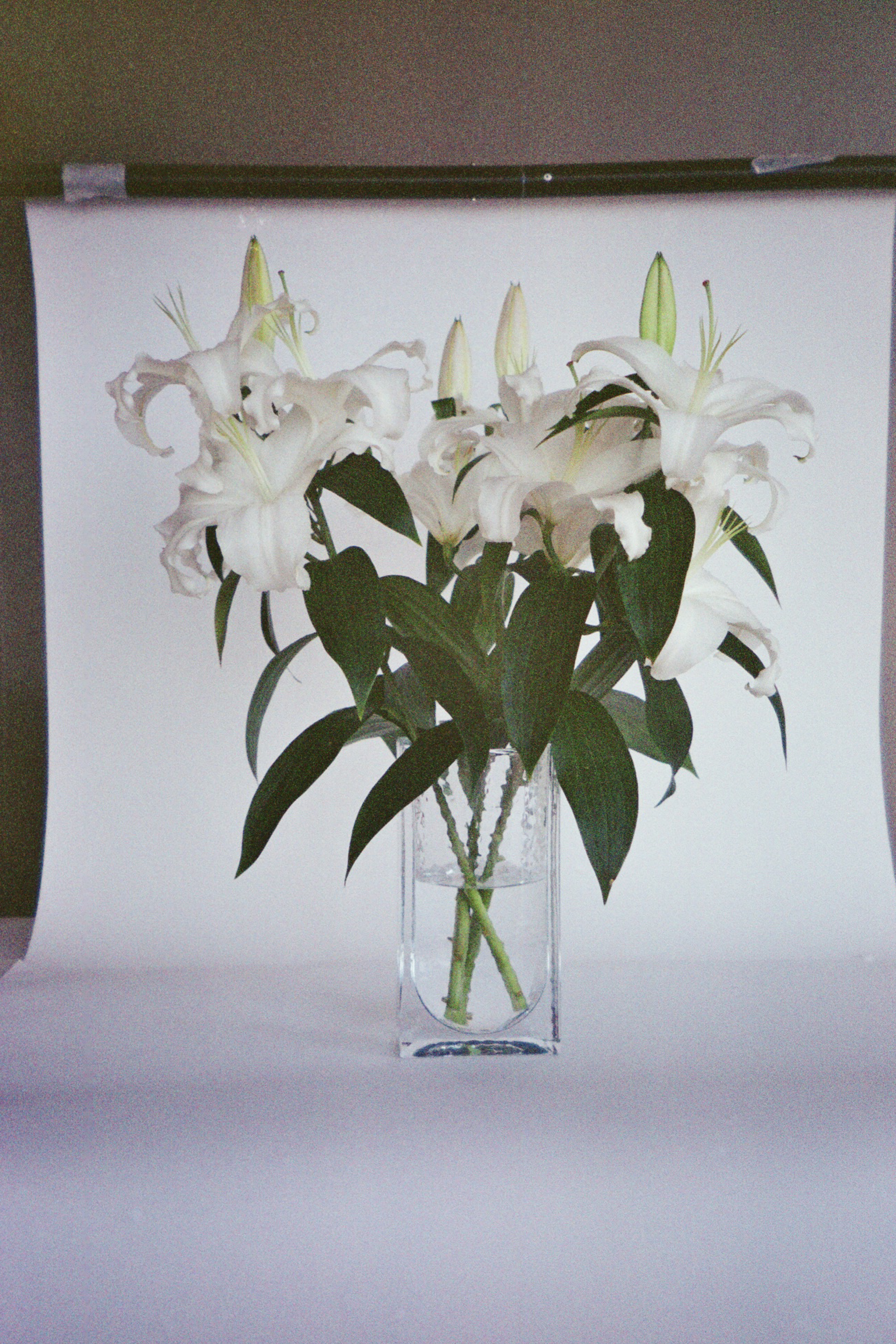 Forma, Holmegaard, 2020