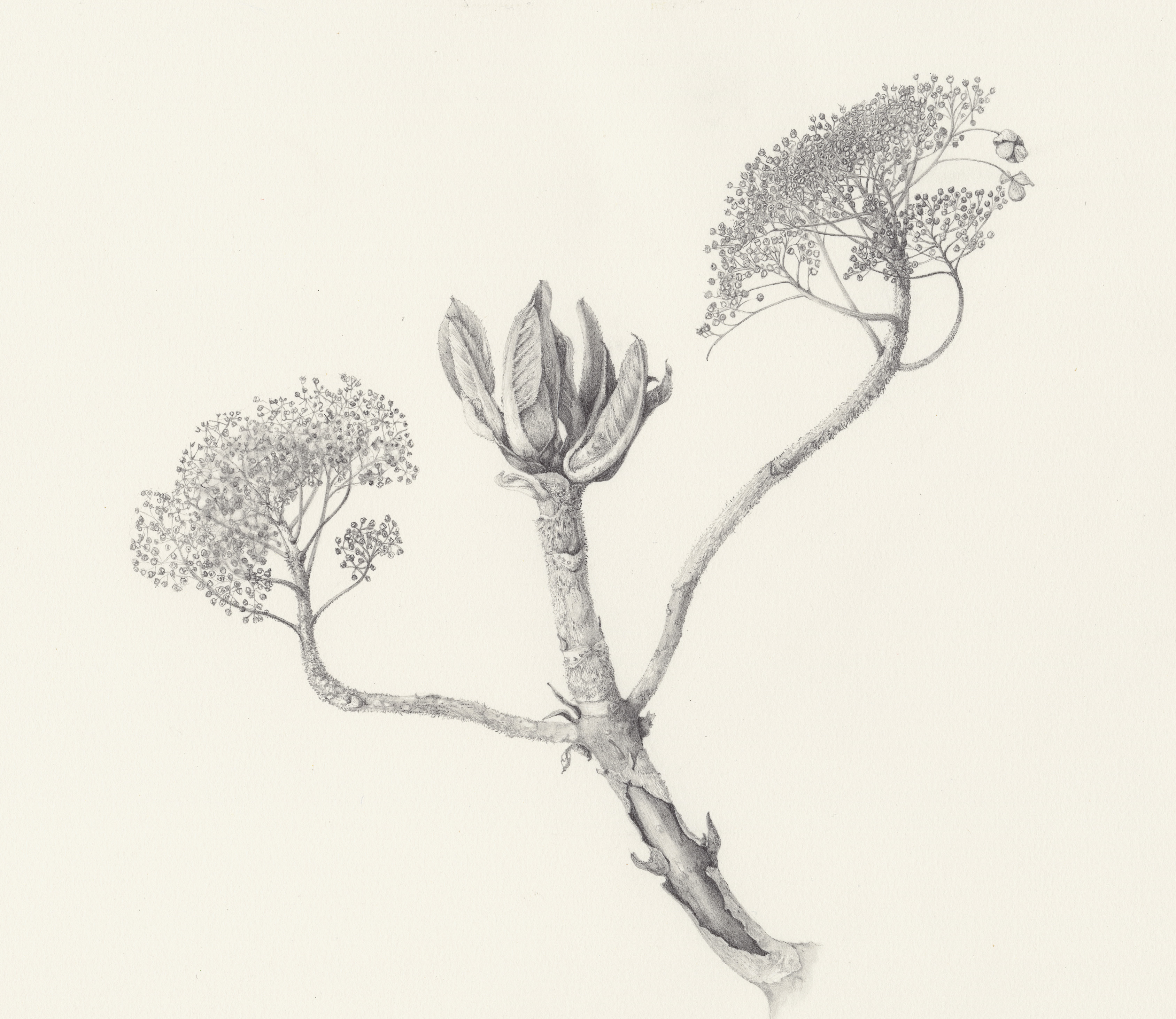 Hydrangea from Preston Hall