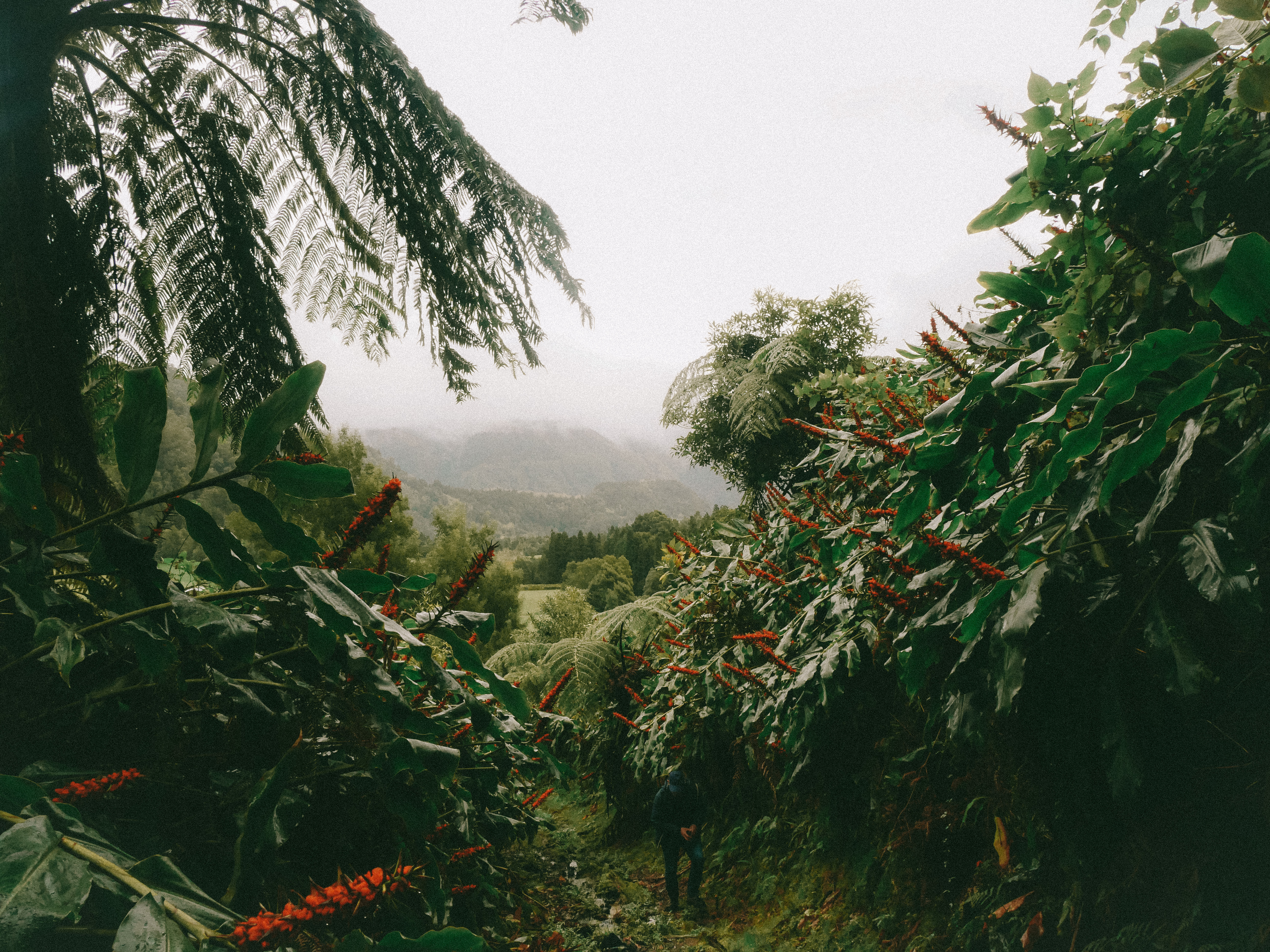 Visiting Sao Miguel island in December