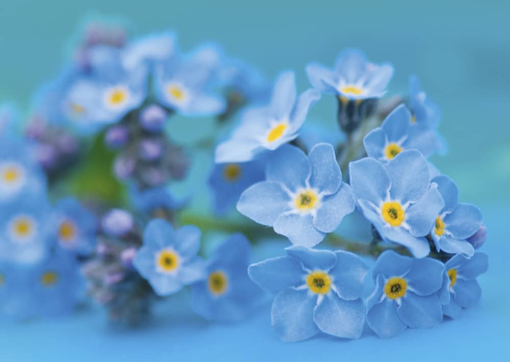 Nr. 207 Vergissmeinnicht, wieder lieferbar !