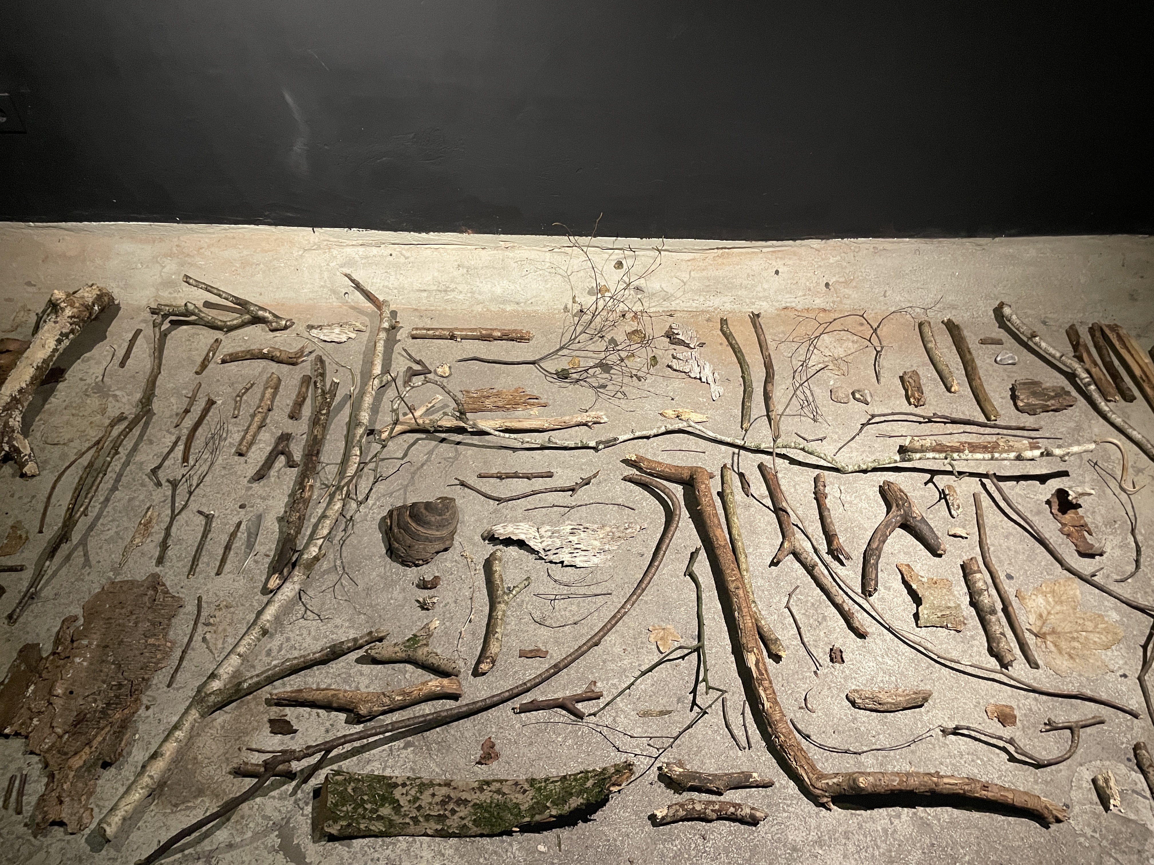 Leihgaben, &Auml;ste, Bl&auml;tter, Rinde werden tempor&auml;r in den Galerieraum &uuml;berf&uuml;hrt und anschlie&szlig;end an den Ursprungsort zur&uuml;ckgebracht