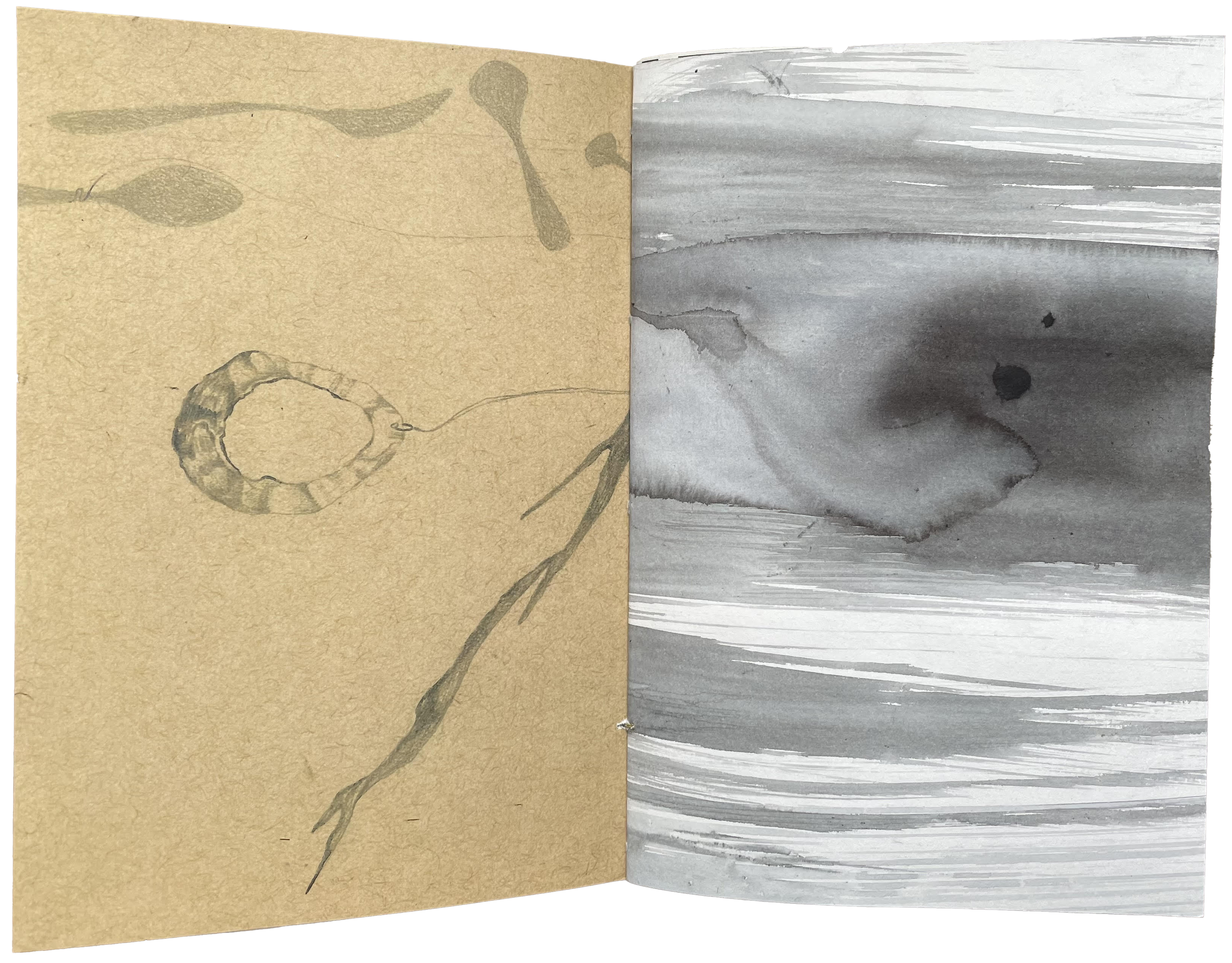 Bleeding Spread, Watercolor & Graphite, 2024