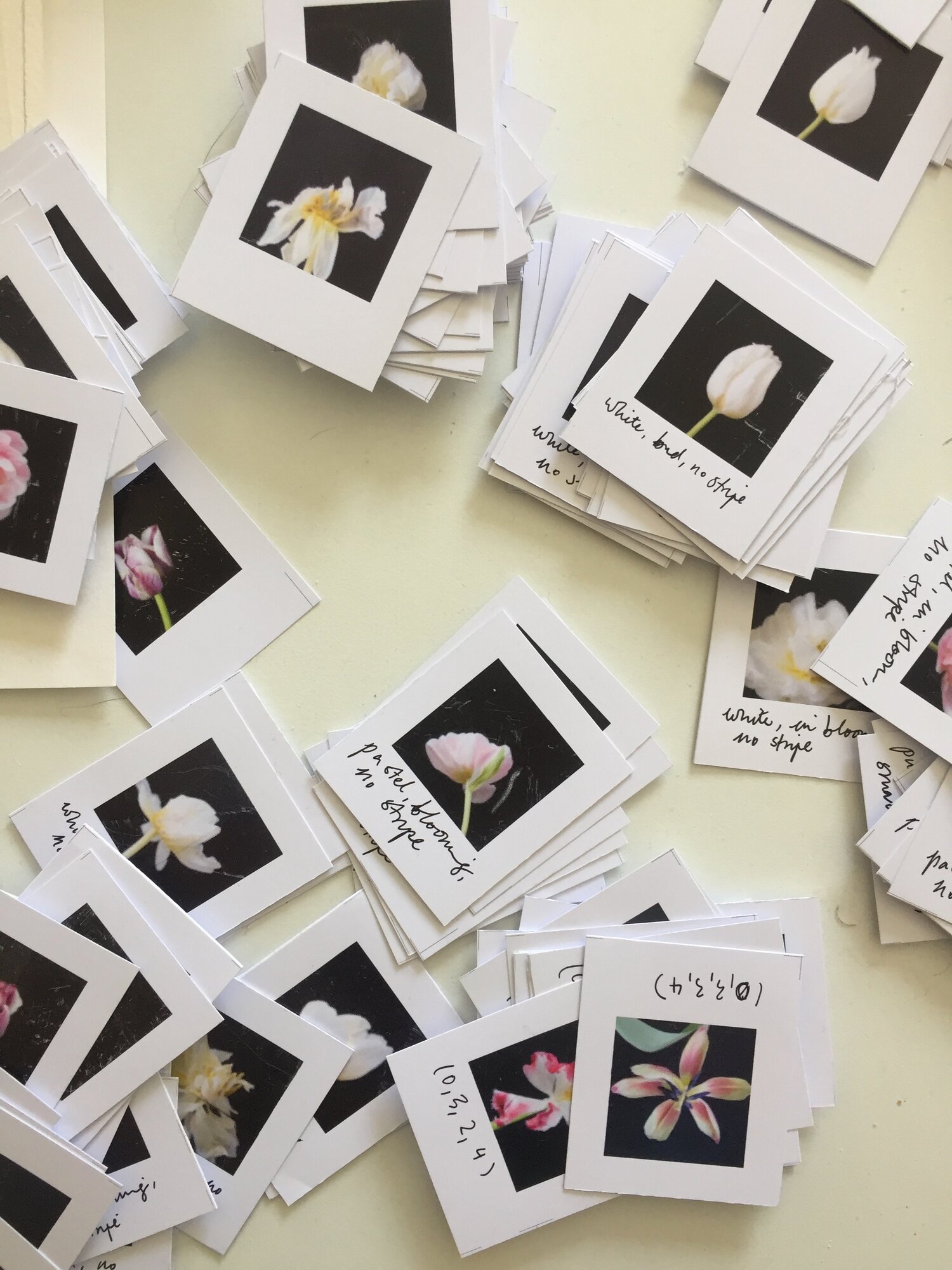 A large part of making my own datasets is deciding which classifications and categories I want to have. Categories drive the ability to create and control the model but these categories often shift even as I write them. It sometimes can be hard to decide if a flower is, for example, white or yellow, pink or red.