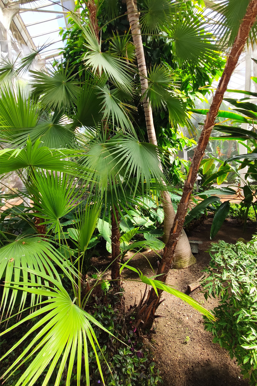 Botanical Garden of Madrid