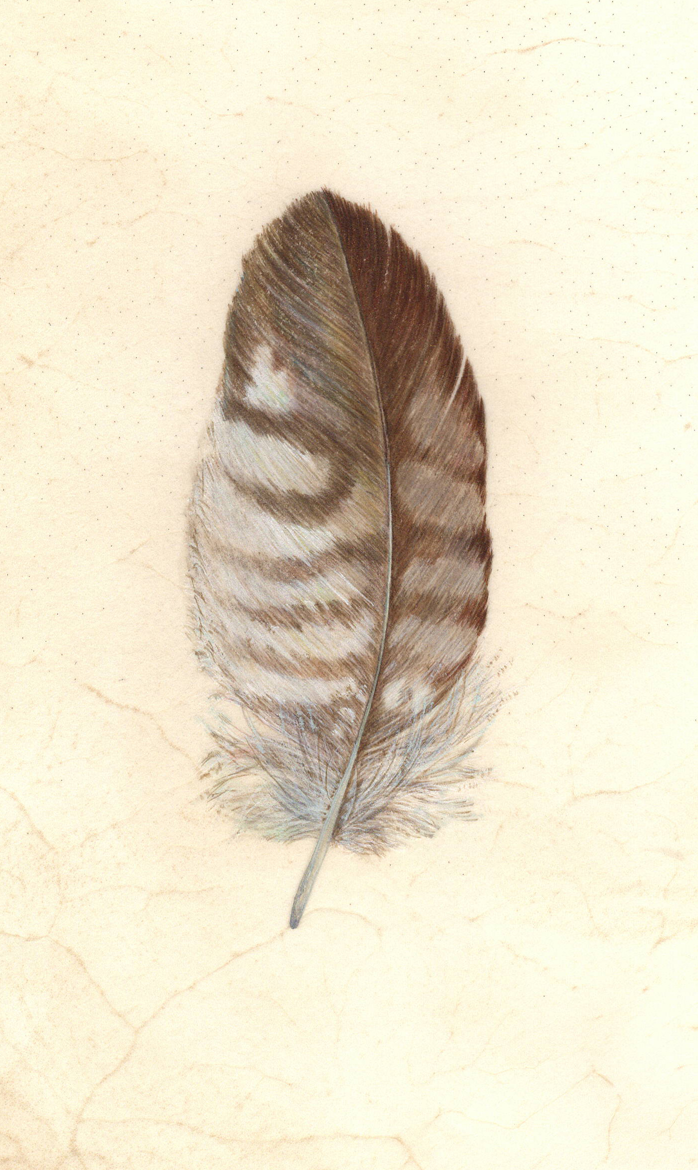 Buzzard feather