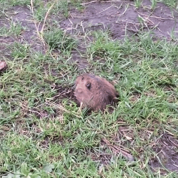Gopher 