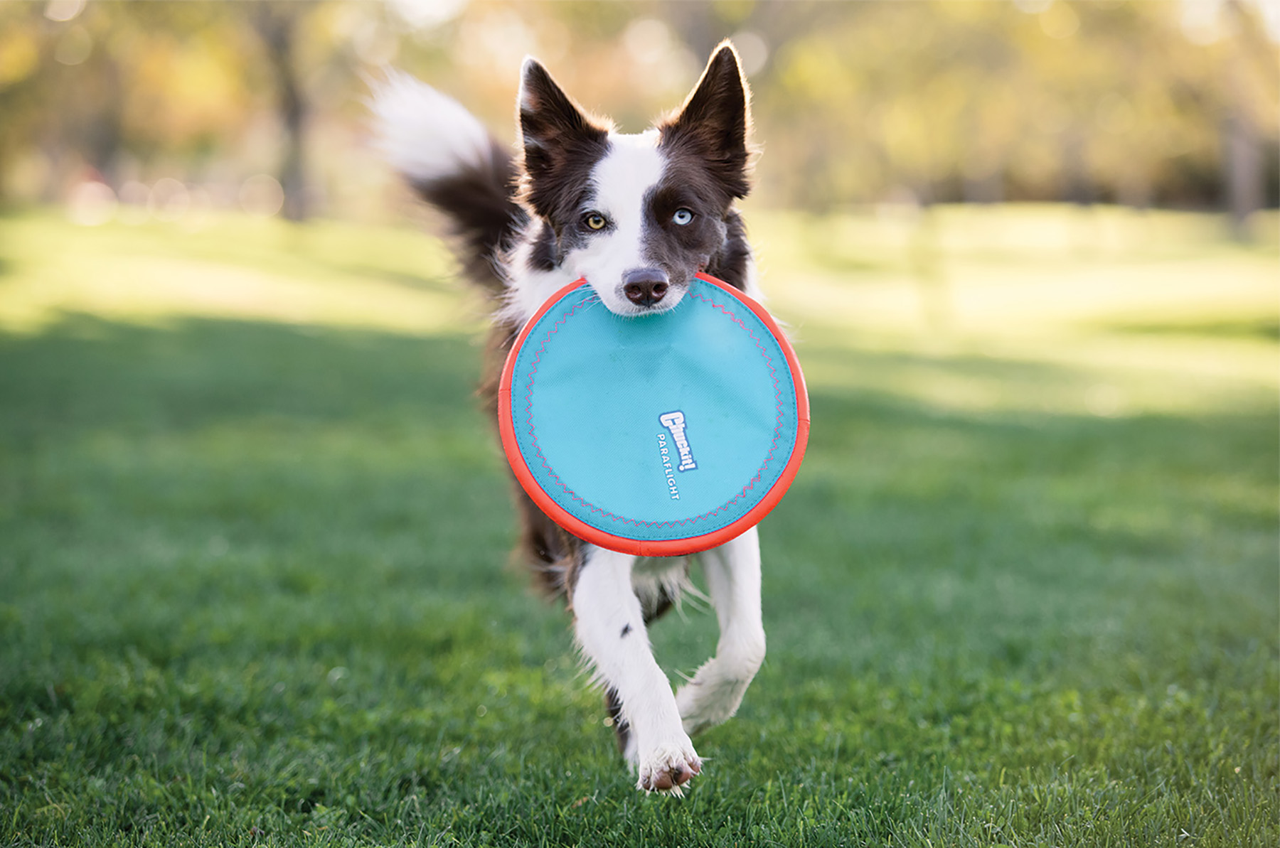 chuckit frisbee petsmart