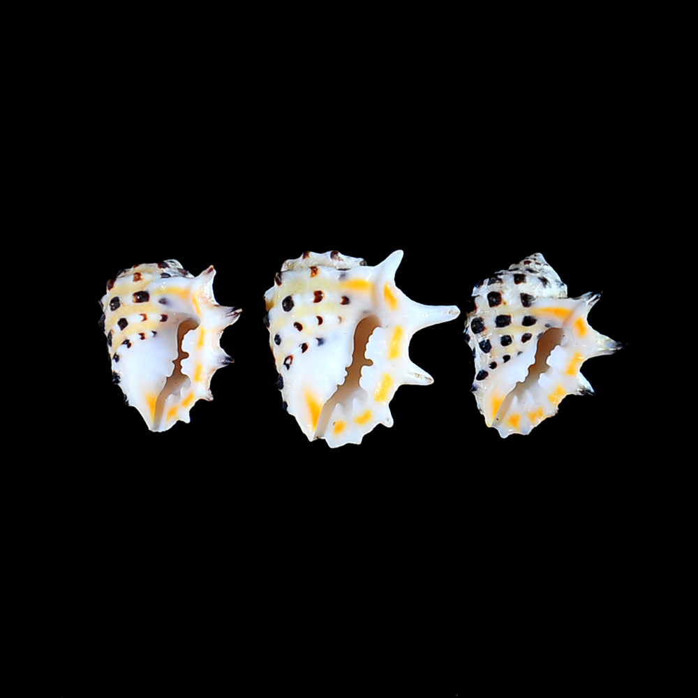 Drupa ricinus (Linnaeus, 1758)