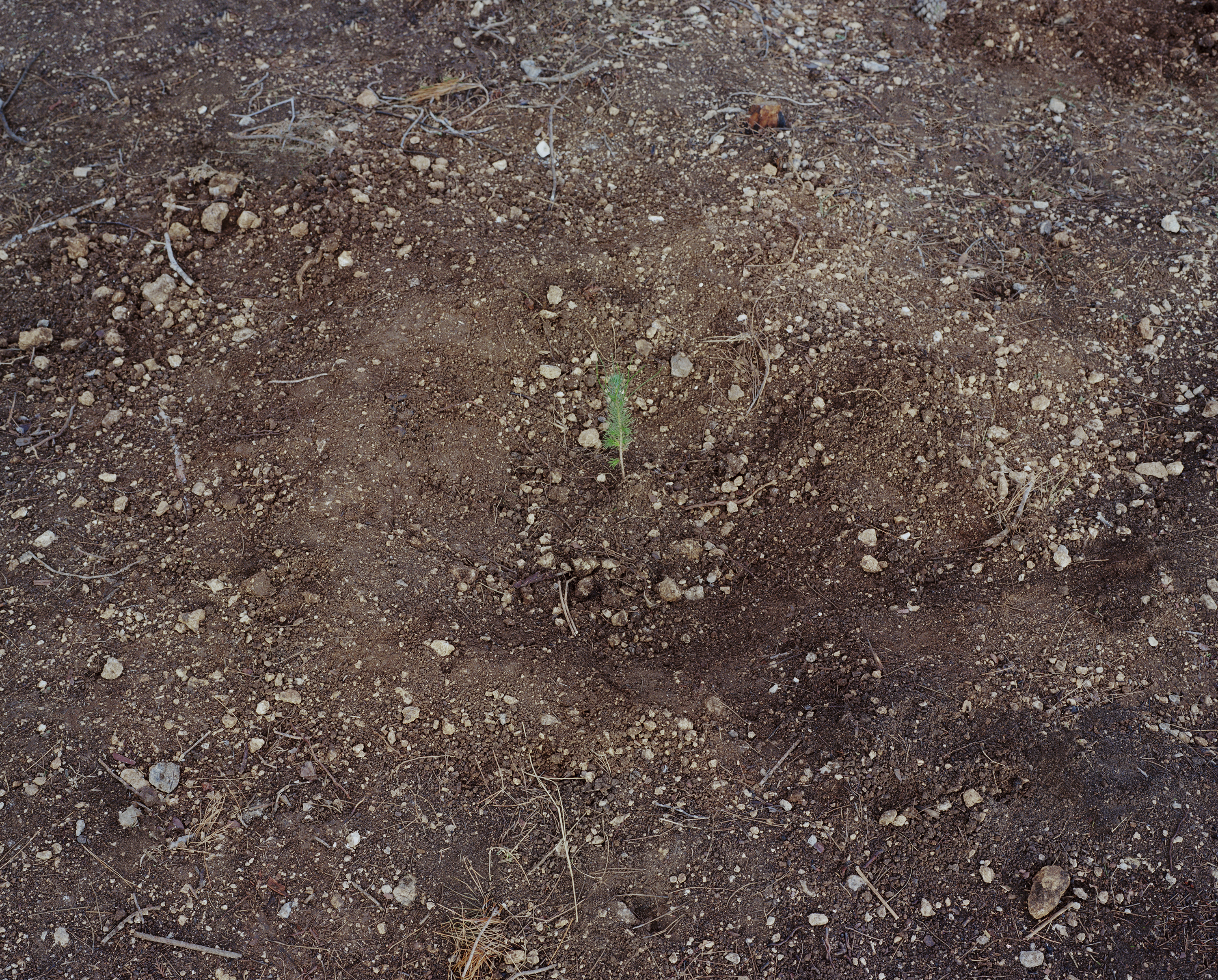 Planting #5, 2016, archival pigment prints, 43x53.5 cm