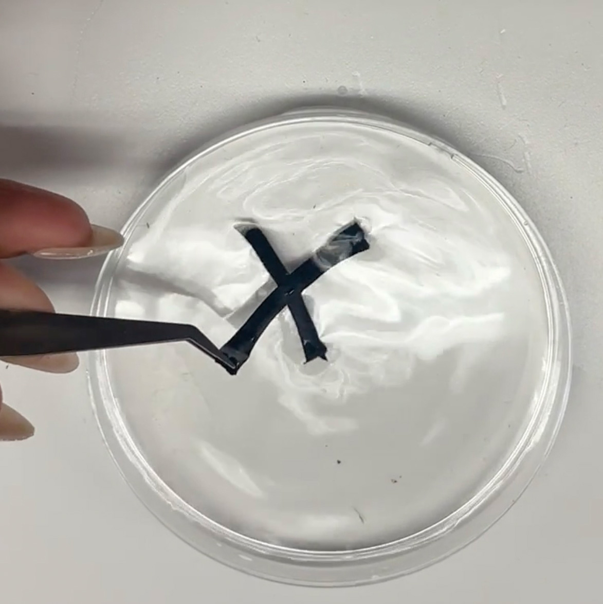 Liquid Crystal Elastomer Studies