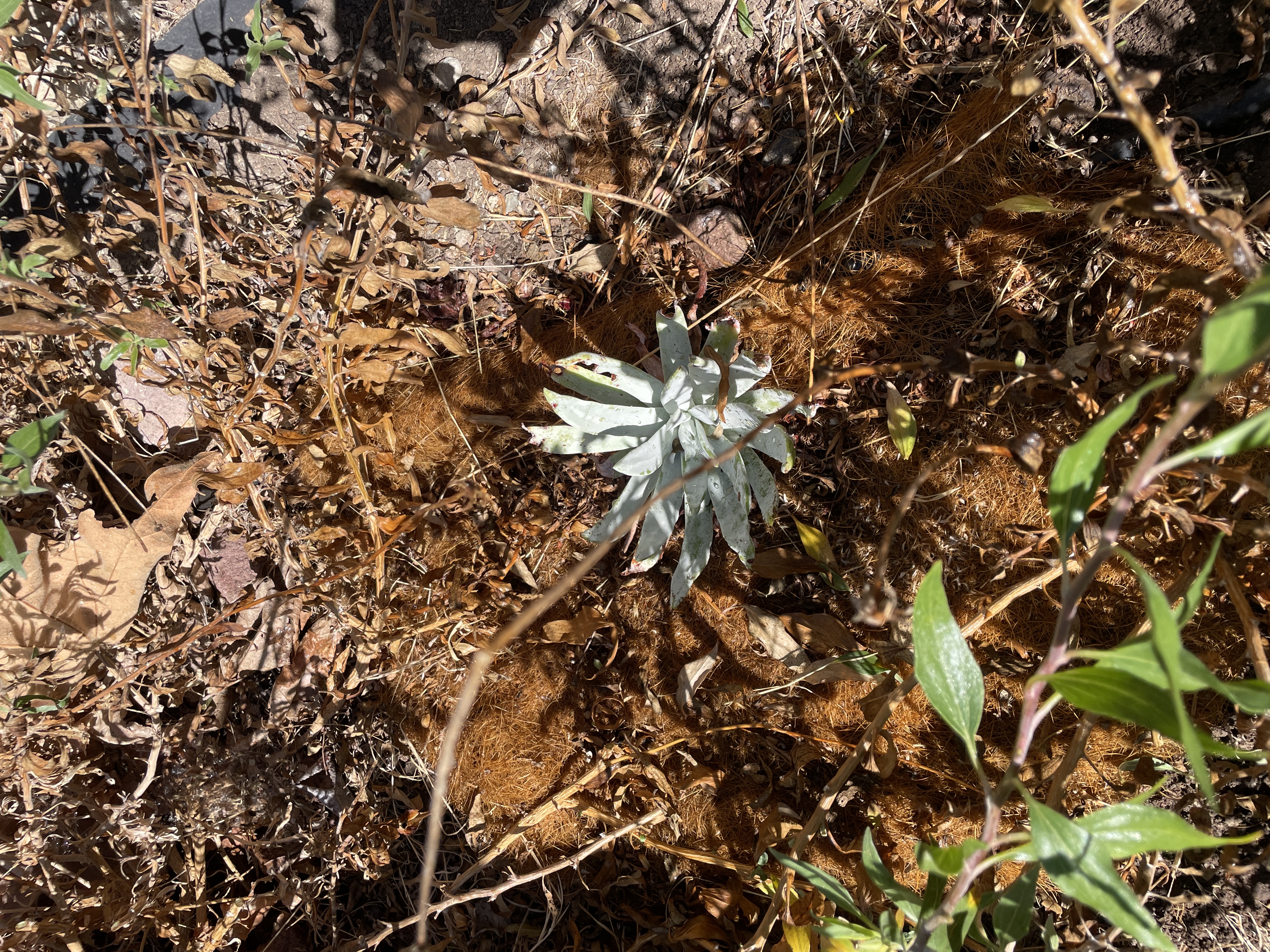 dudleya hiding under the CA bush sunflower