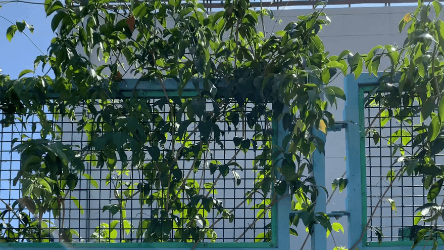 PAINTED FENCE13:33PRINCE EDWARD