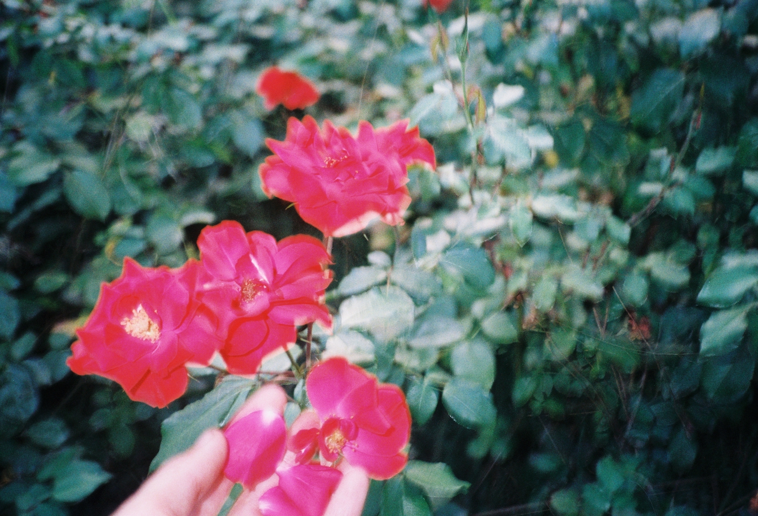 Fishing Muddled Fruit
