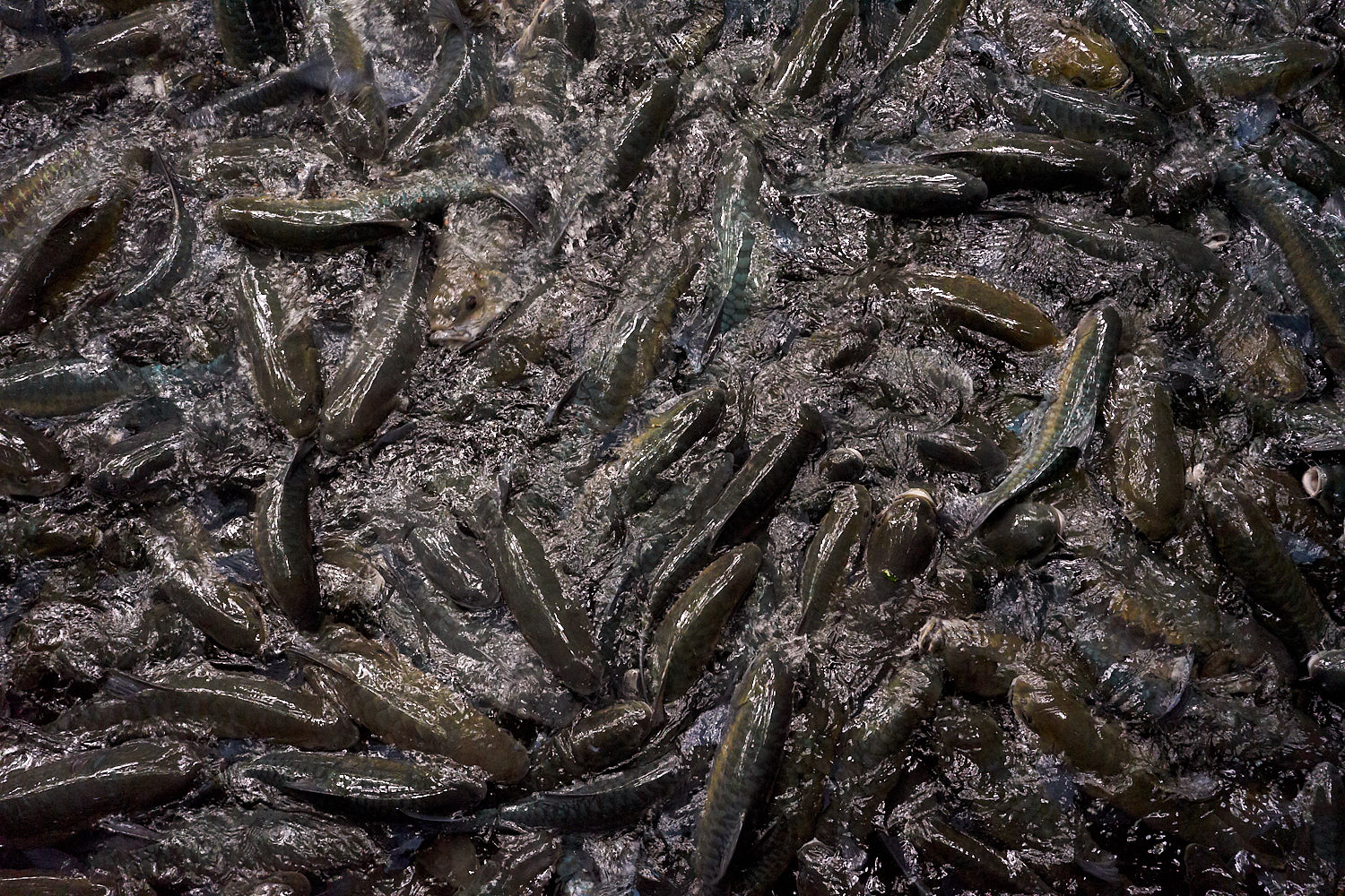 Tam Pla Thailand 08/2018