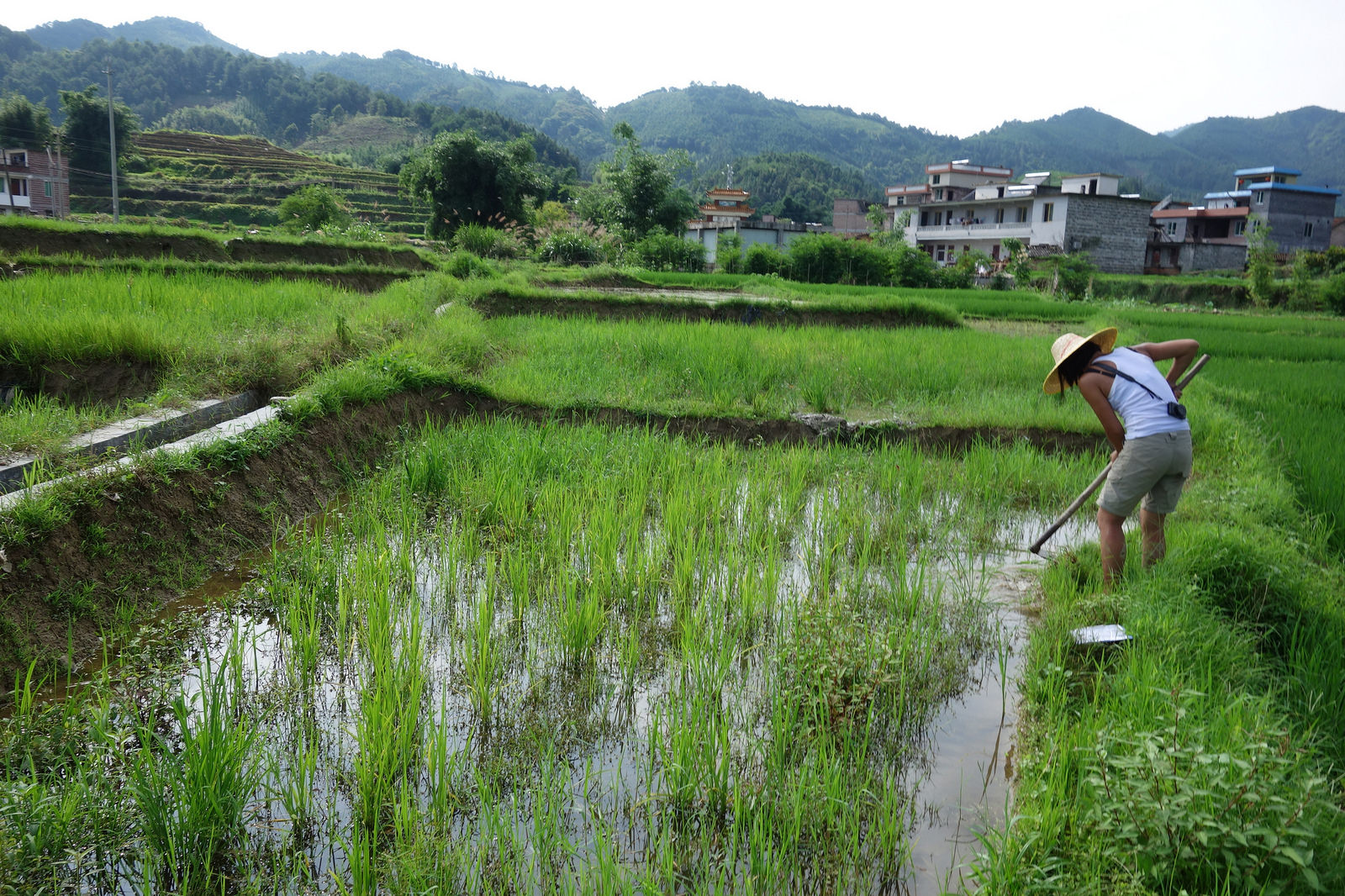 Linda Tan working in her rice field, Xiangyang village, Northern Guangdong, China