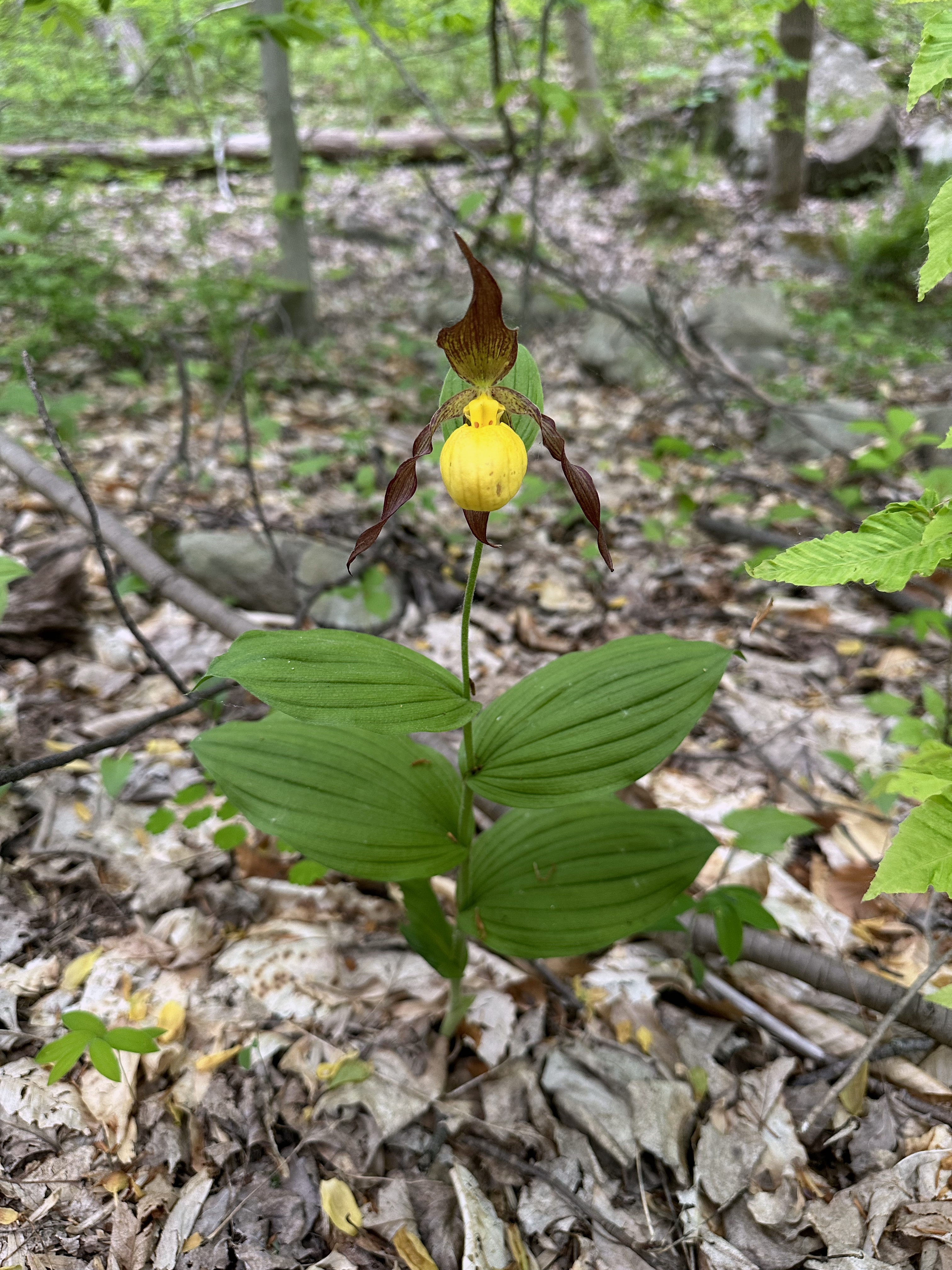 Stephens State Park, New Jersey