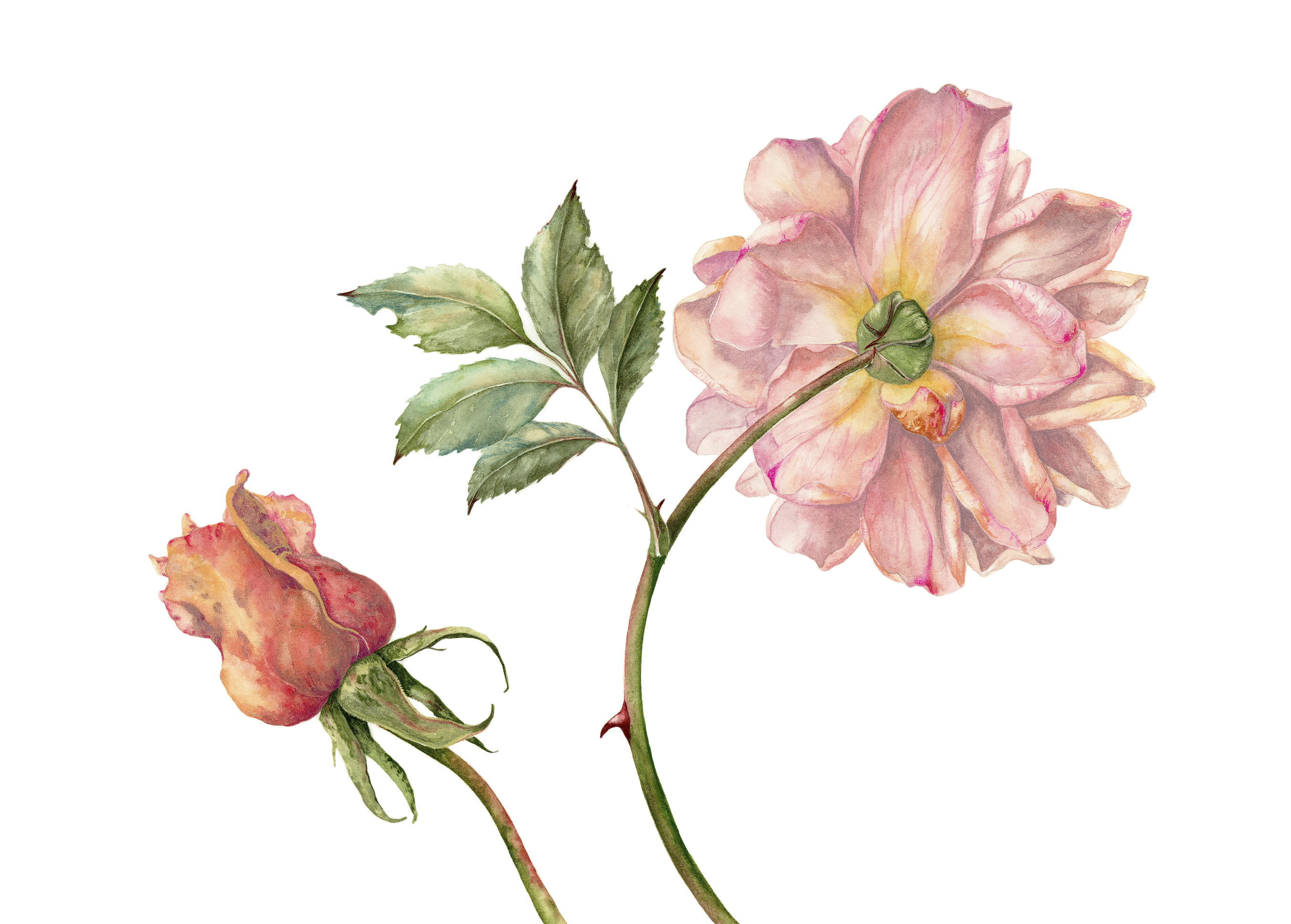 Rosa reconciliation from behind