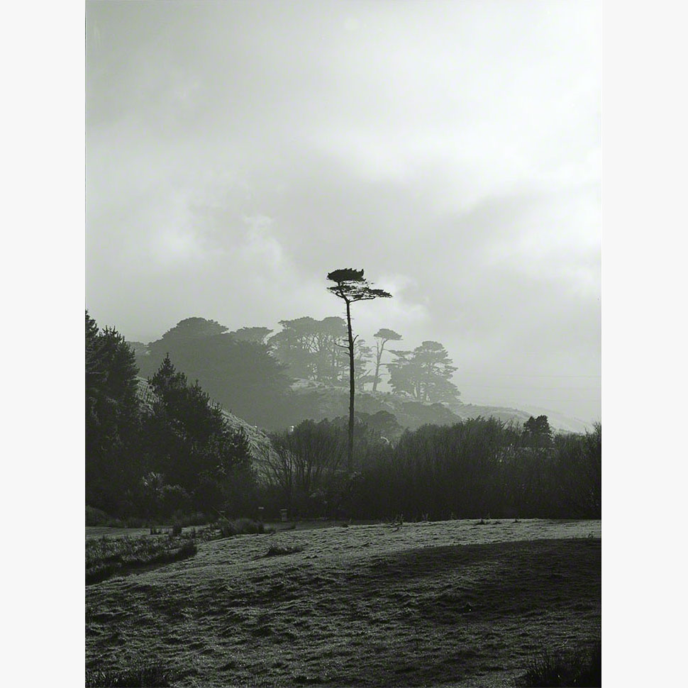 6/8Hesperocyparis macrocarpa, Ōhāriu, 2000 (001002_041)