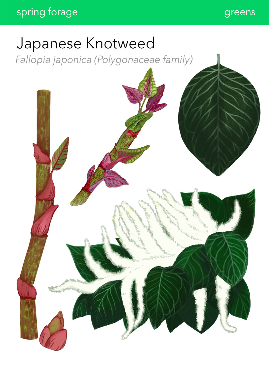Japanese Knotweed in Wild Food Foraging in Your BackyardDigital Print, 2022, 6.5x9&rdquo; 