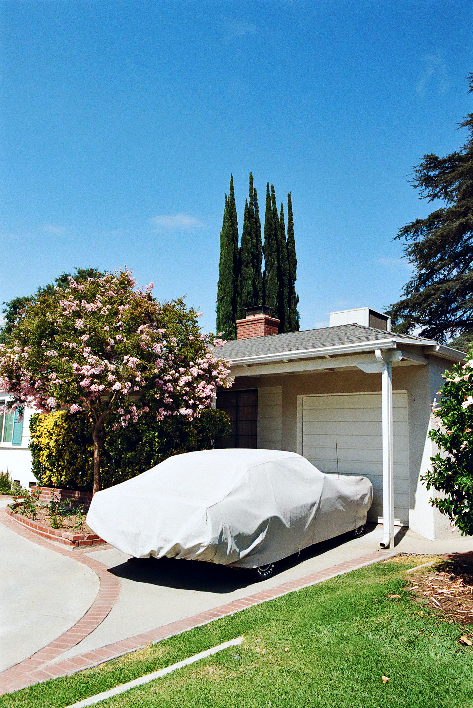 Car & Trees, Los Angeles, CA, 2019