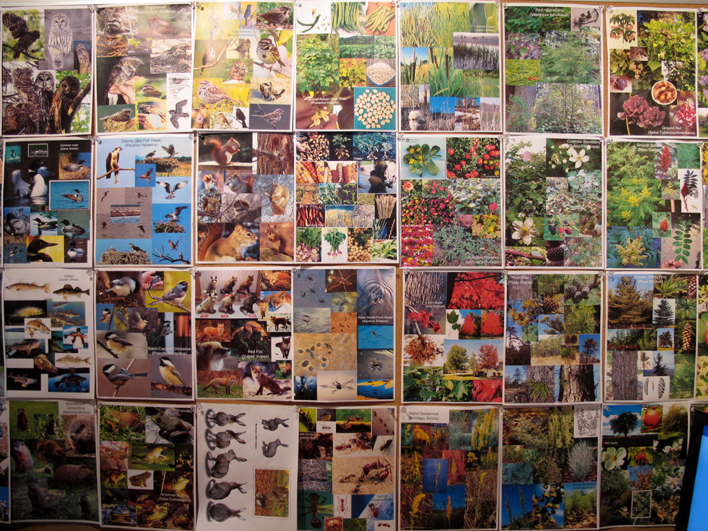 Visual Reference in Nature
