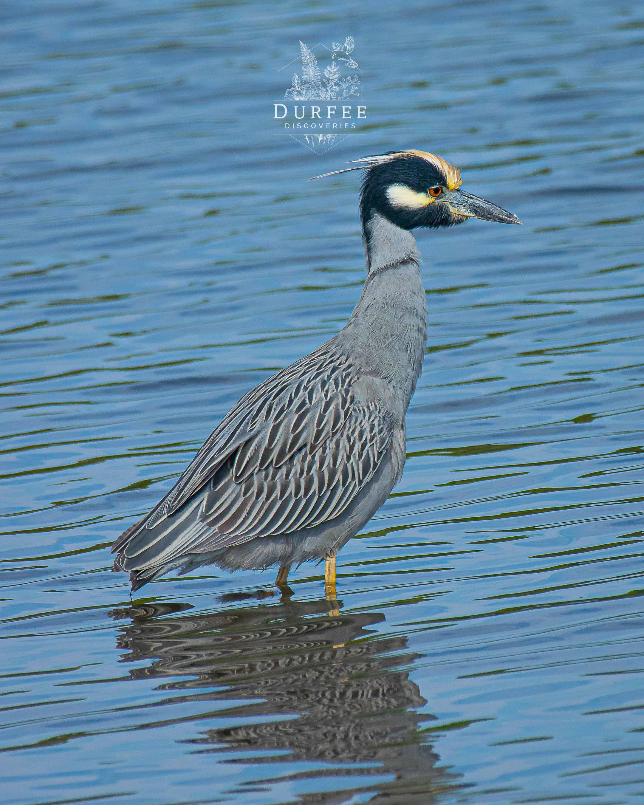 Yellow-Crowned Night-Heron - Palm Harbor, FL