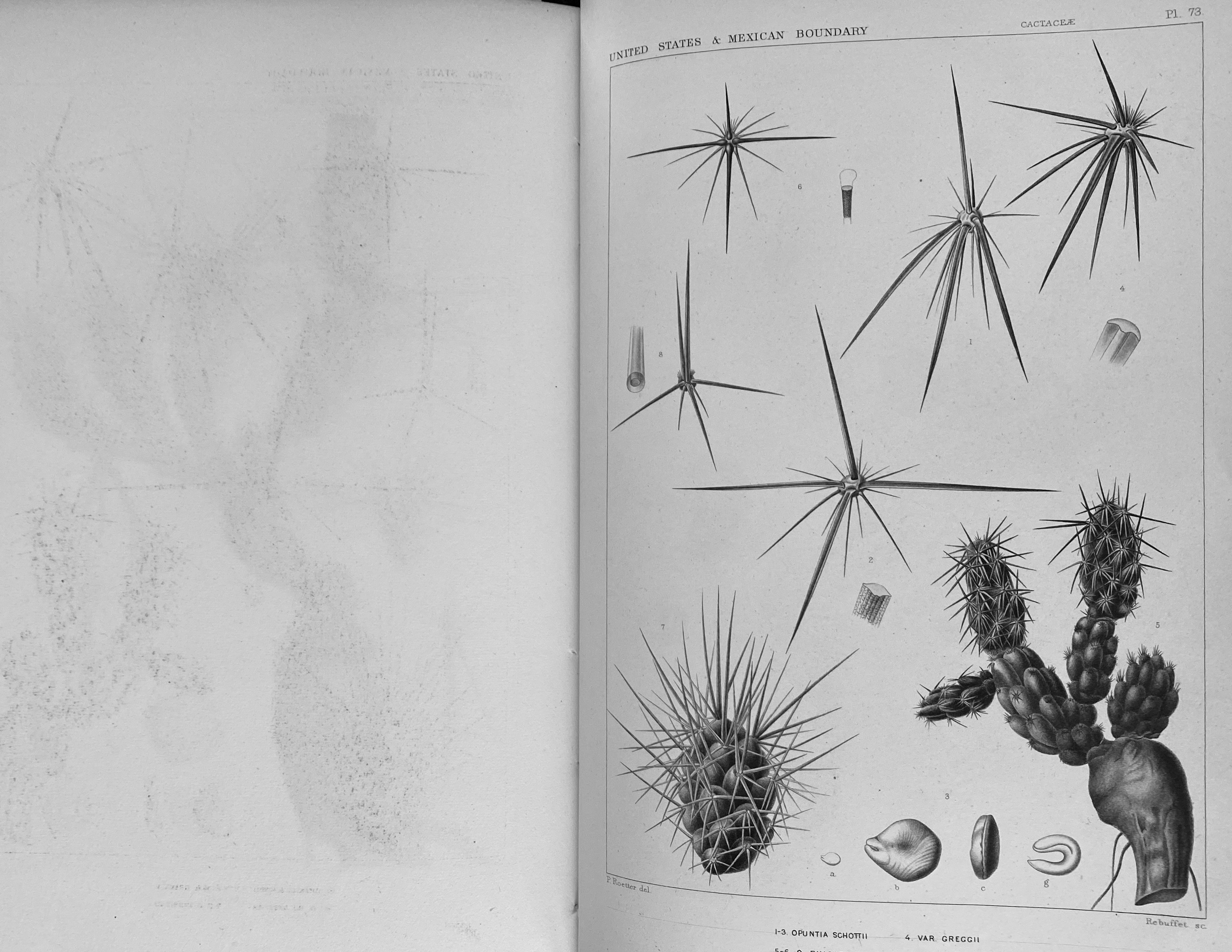 “Seeds of Opuntiae”, from Report on the United States and Mexico Boundary Survey, 1857-9, photographic blueprint.