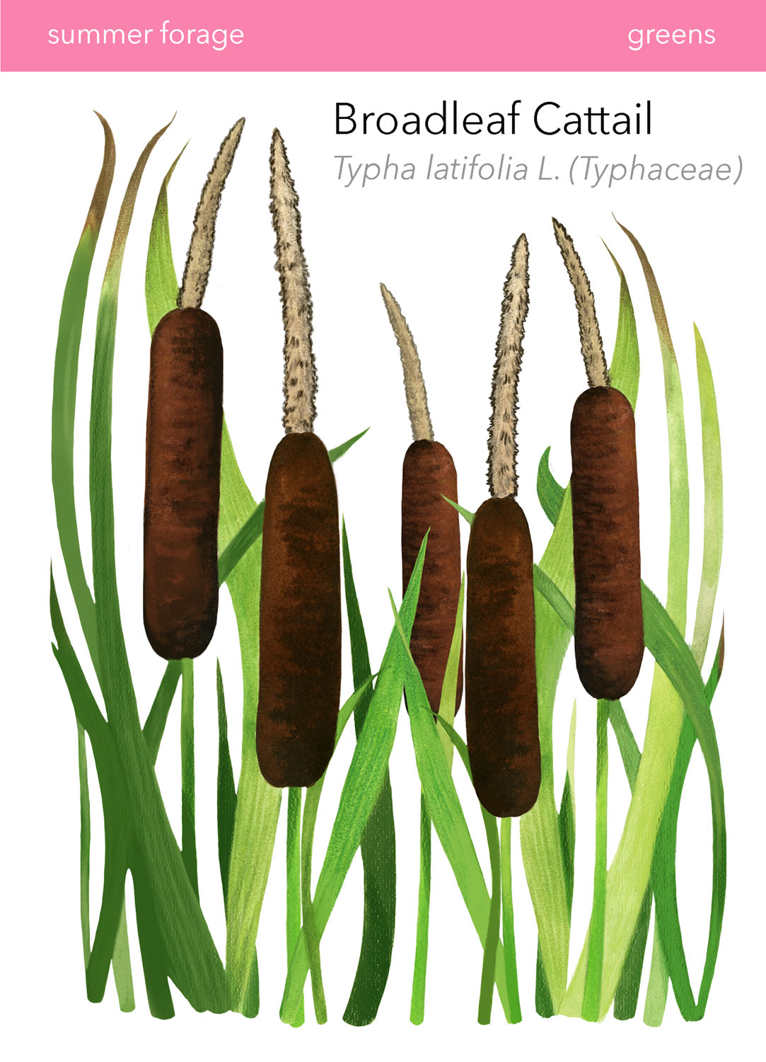 Broadleaf Cattail in Wild Food Foraging in Your BackyardDigital Print, 2022, 6.5x9&rdquo; 