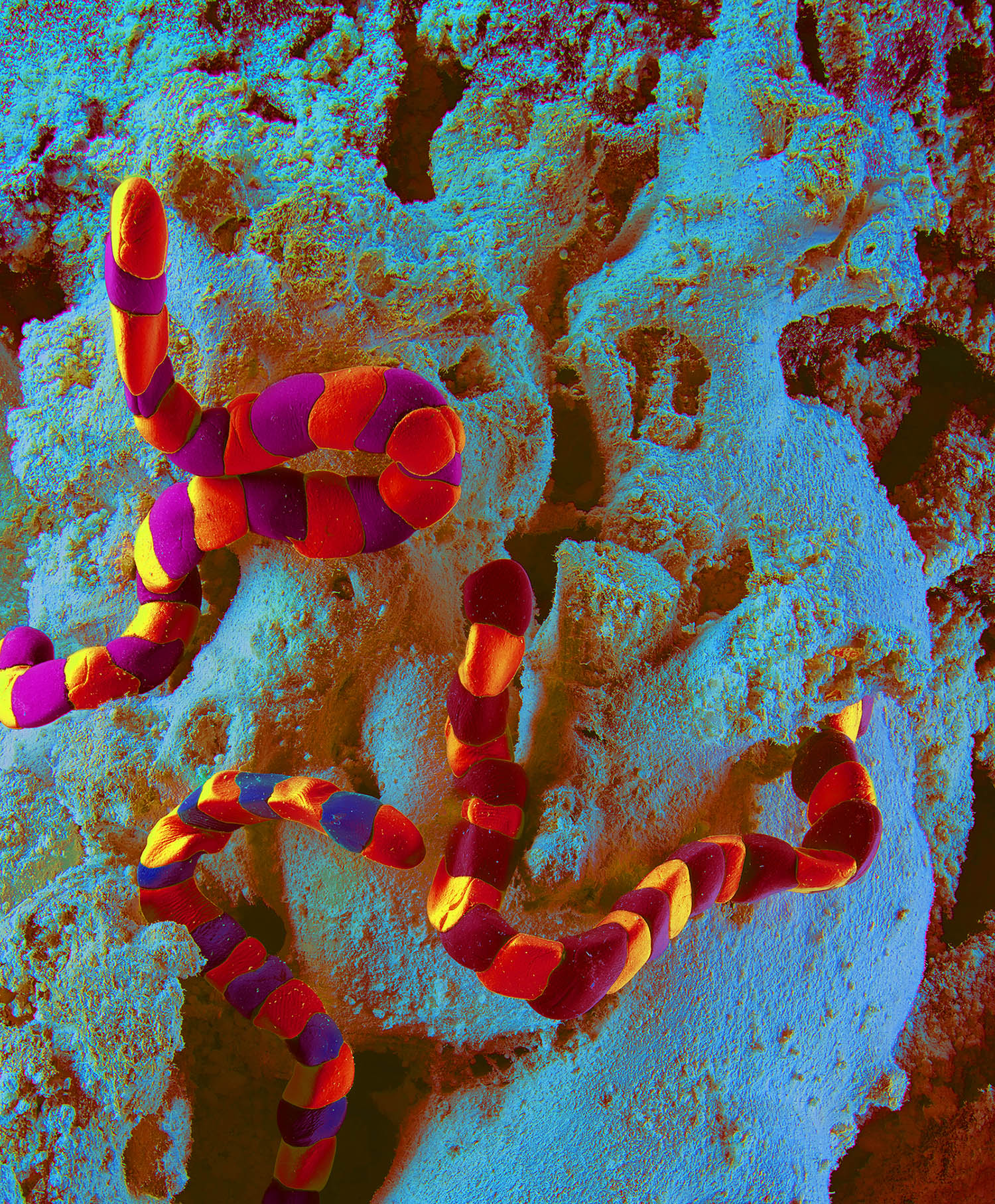 KMA photographer Daniel Schweizer photographs an abstract photo of colorful snakelike objects against a colorful background