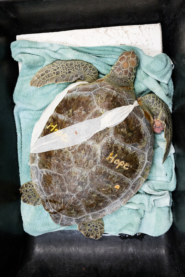 Turtle Hospital Florida