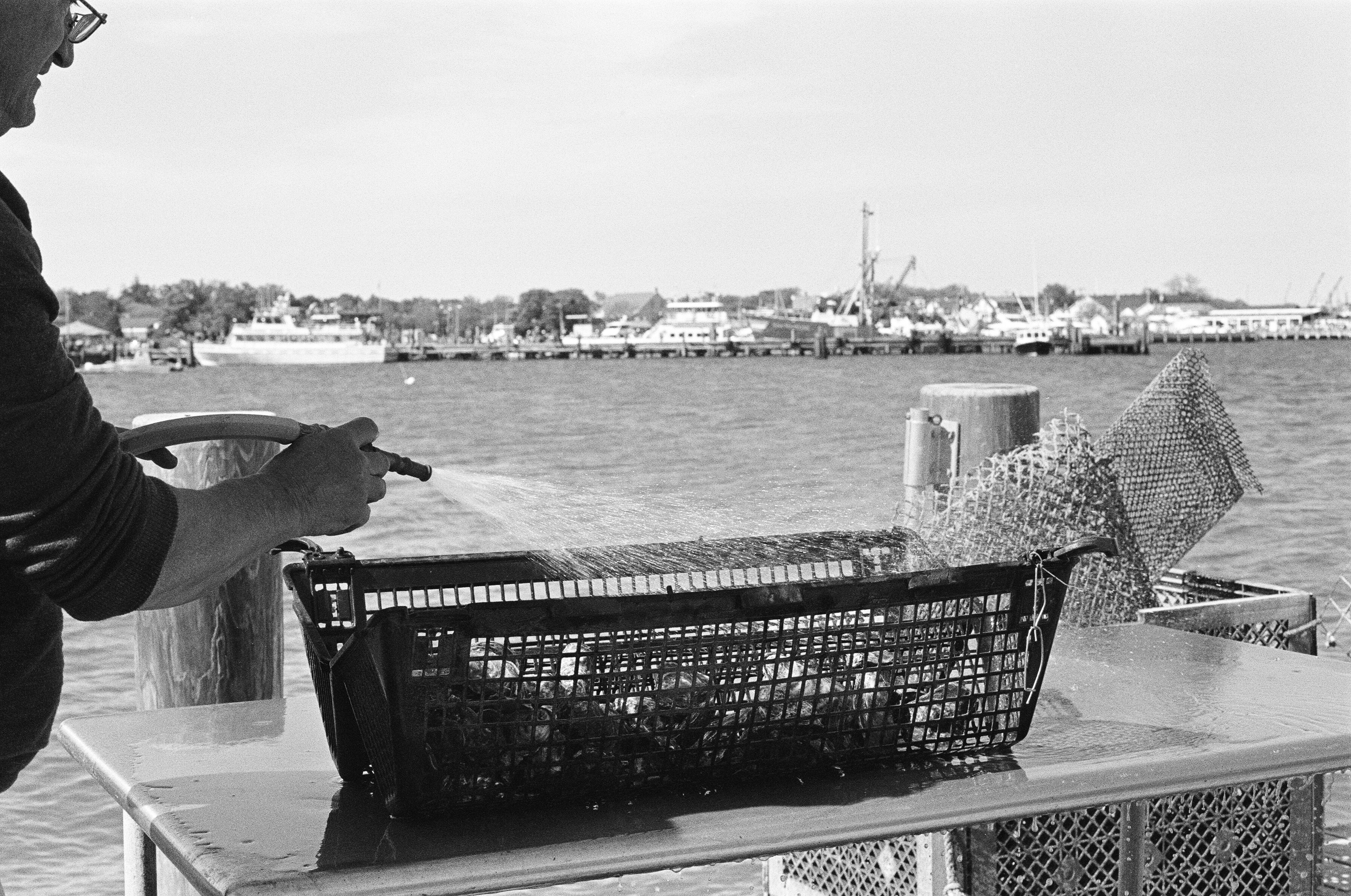 Widow's Hole Oyster Farm, Green Port, NY