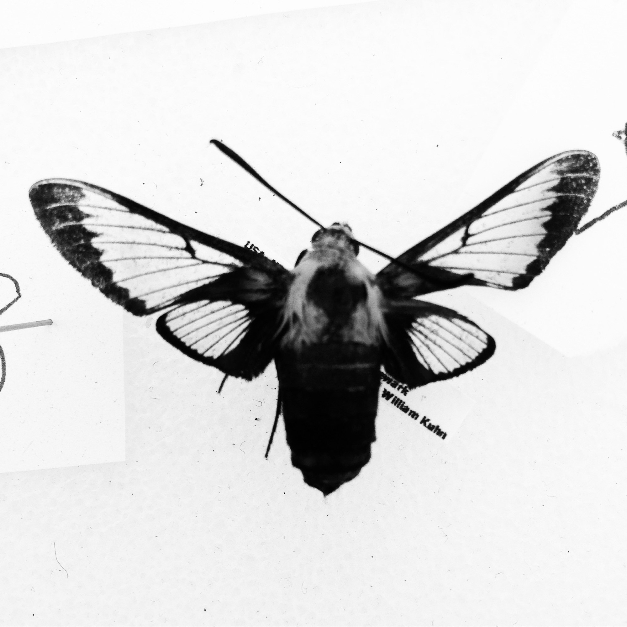 BioBlitz, Photo: Tattfoo Tan