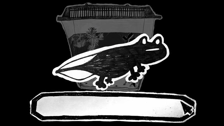 your very own pet frog, junior thesis film 2020